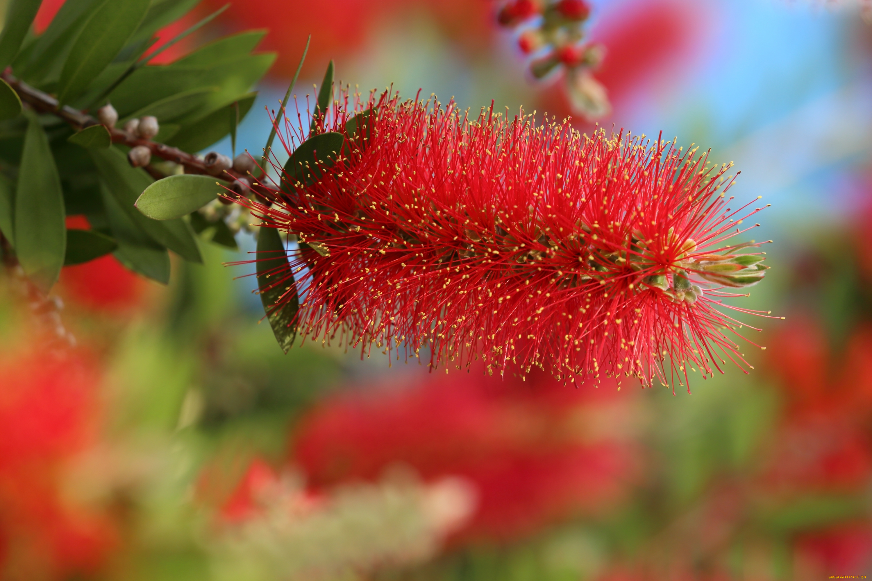 цветы, каллистемон
