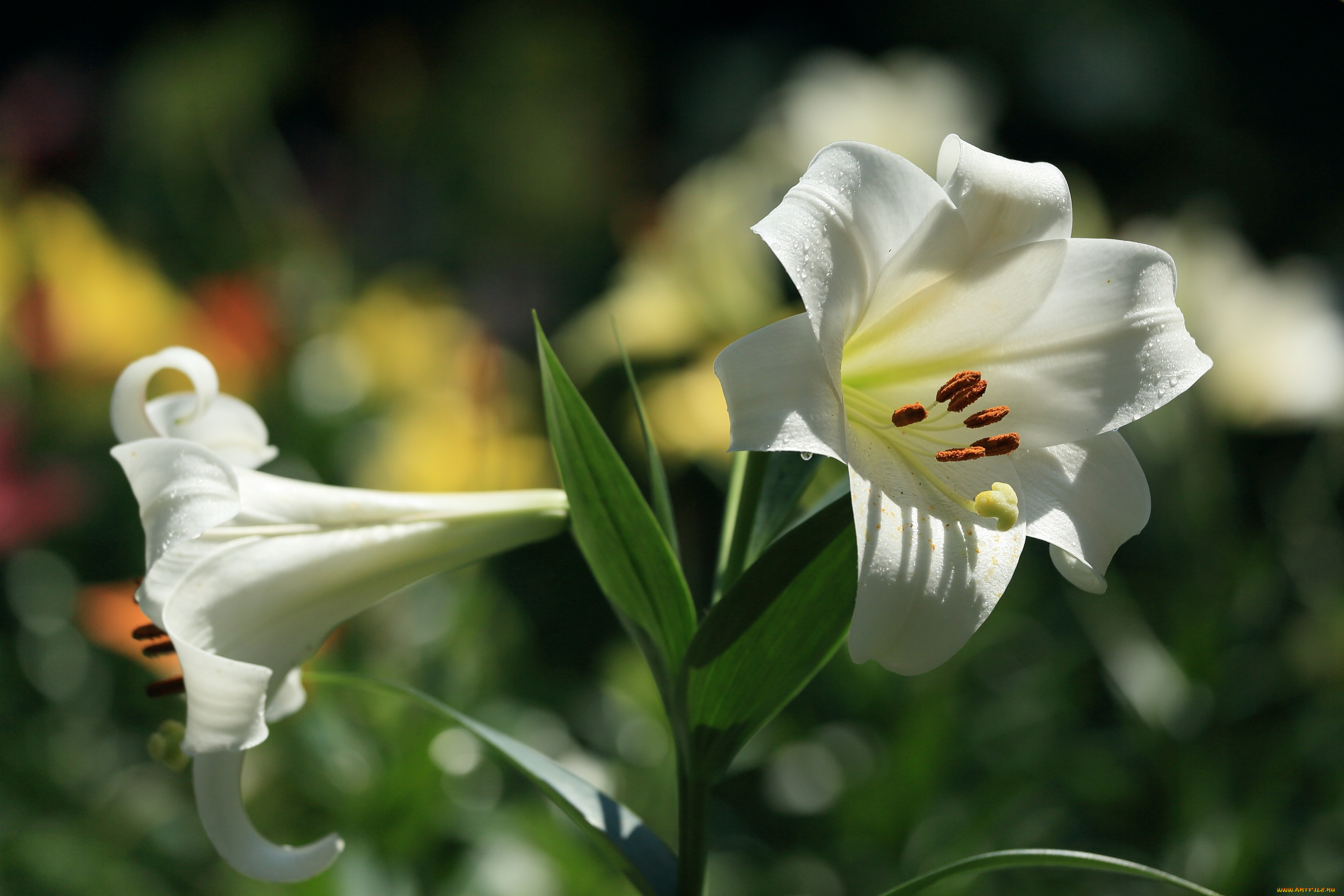 цветы, лилии, , лилейники