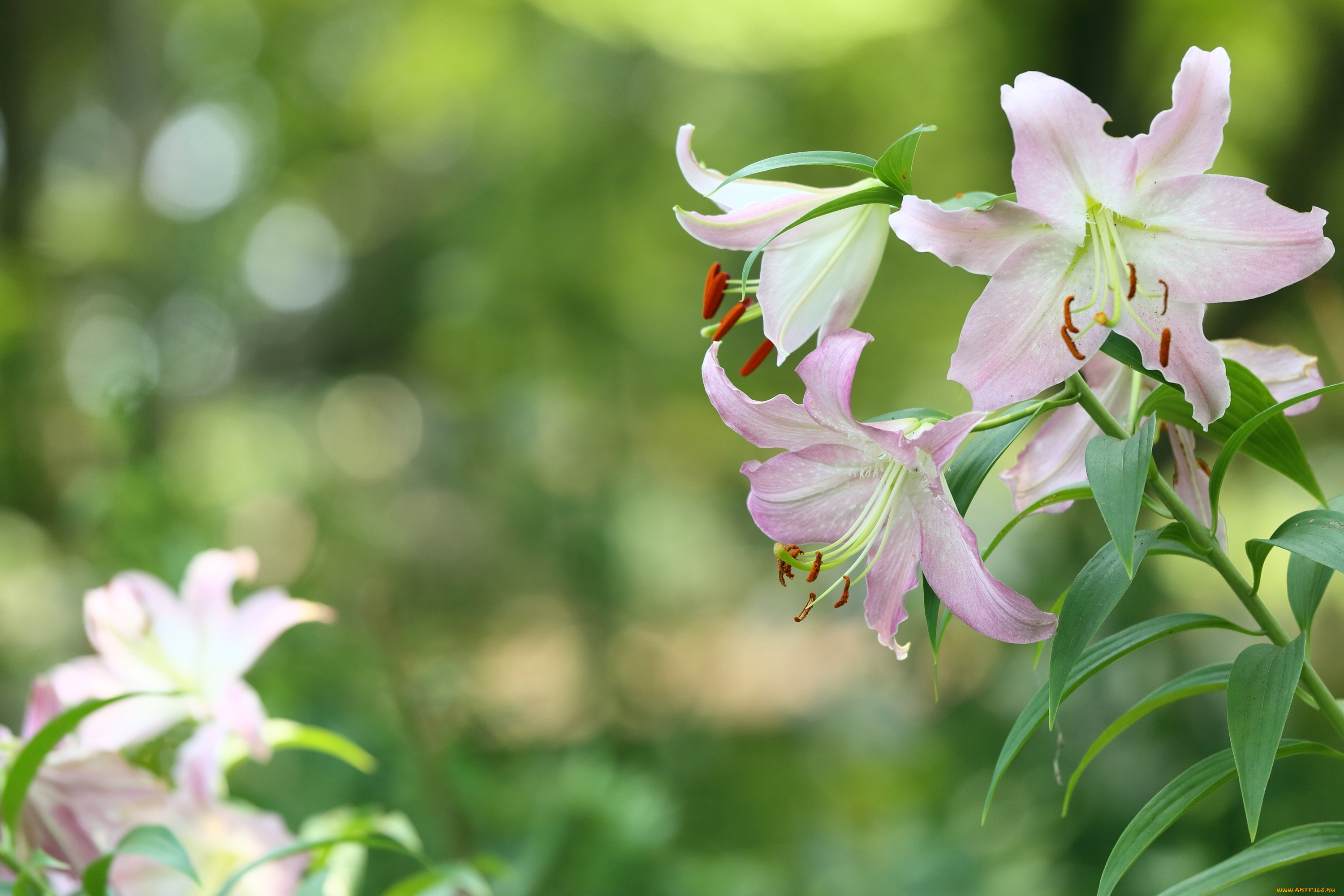цветы, лилии, , лилейники