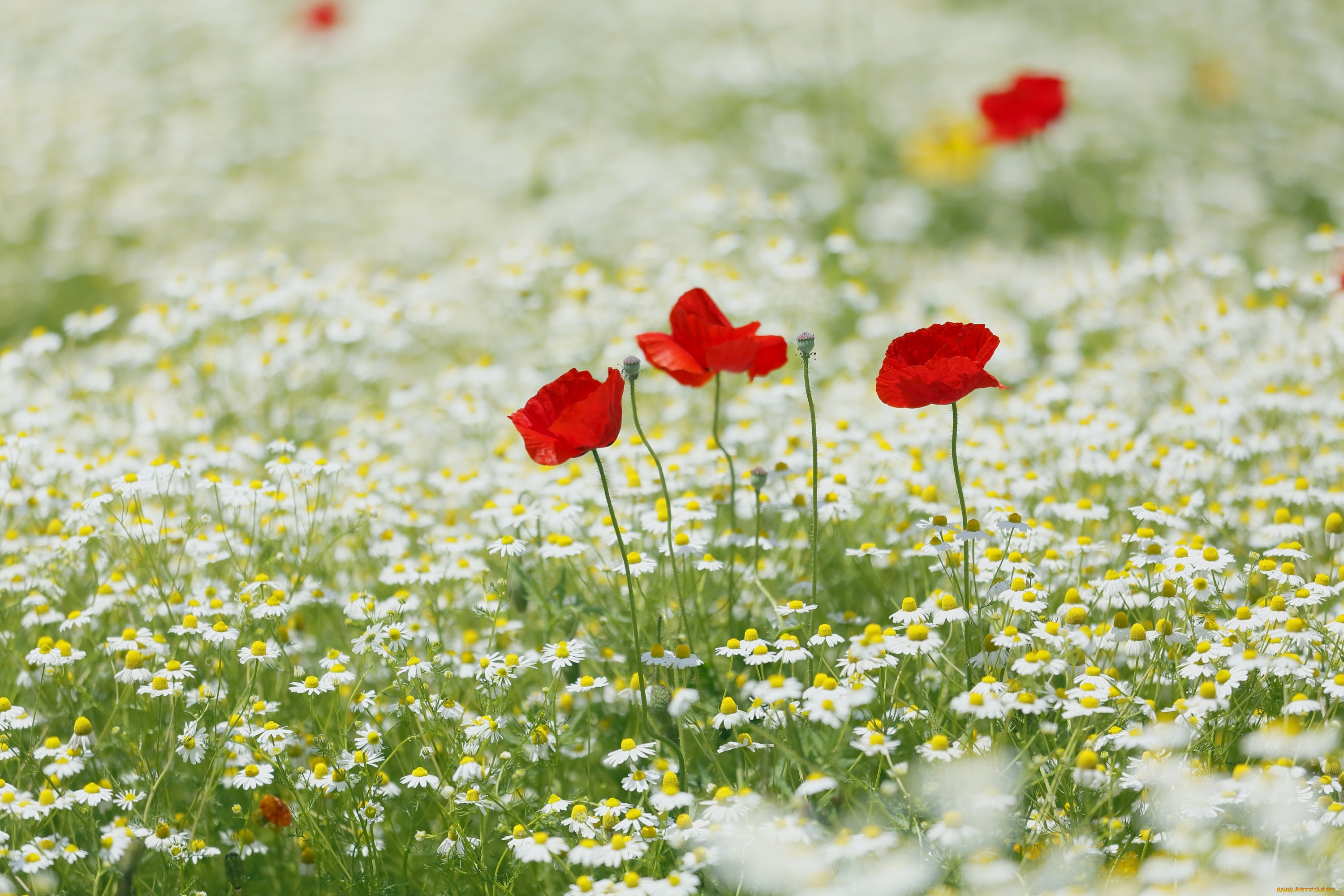цветы, разные, вместе, маки, ромашки