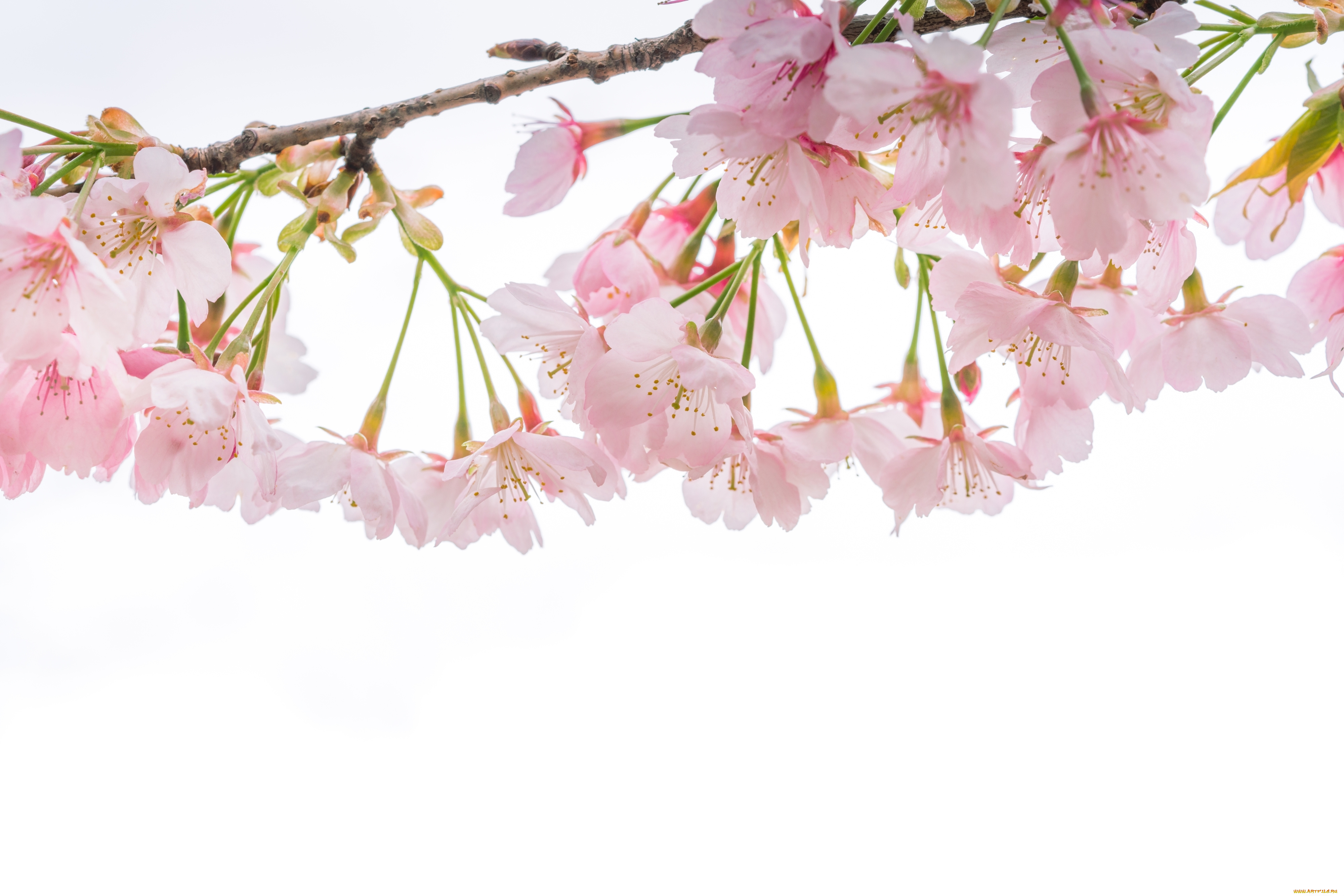 цветы, сакура, , вишня