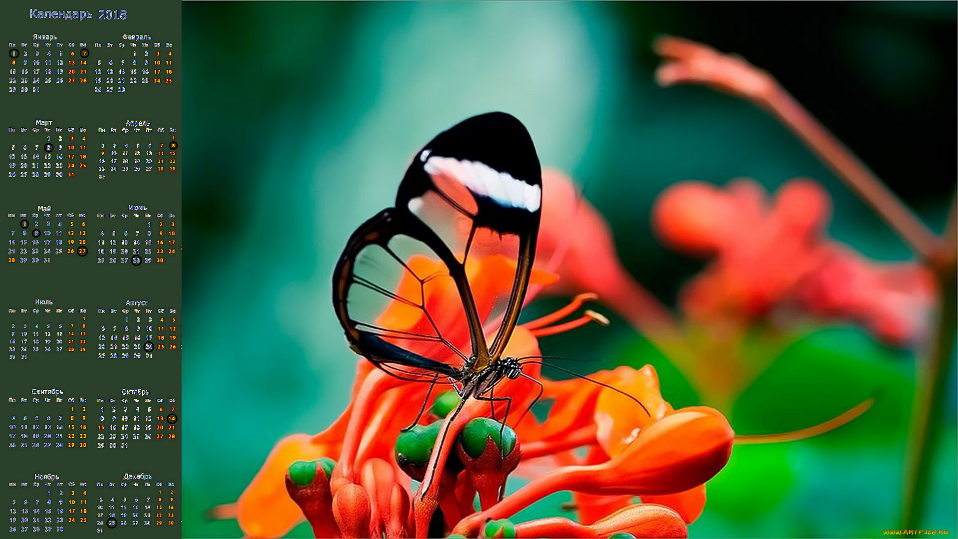 календари, животные, бабочка