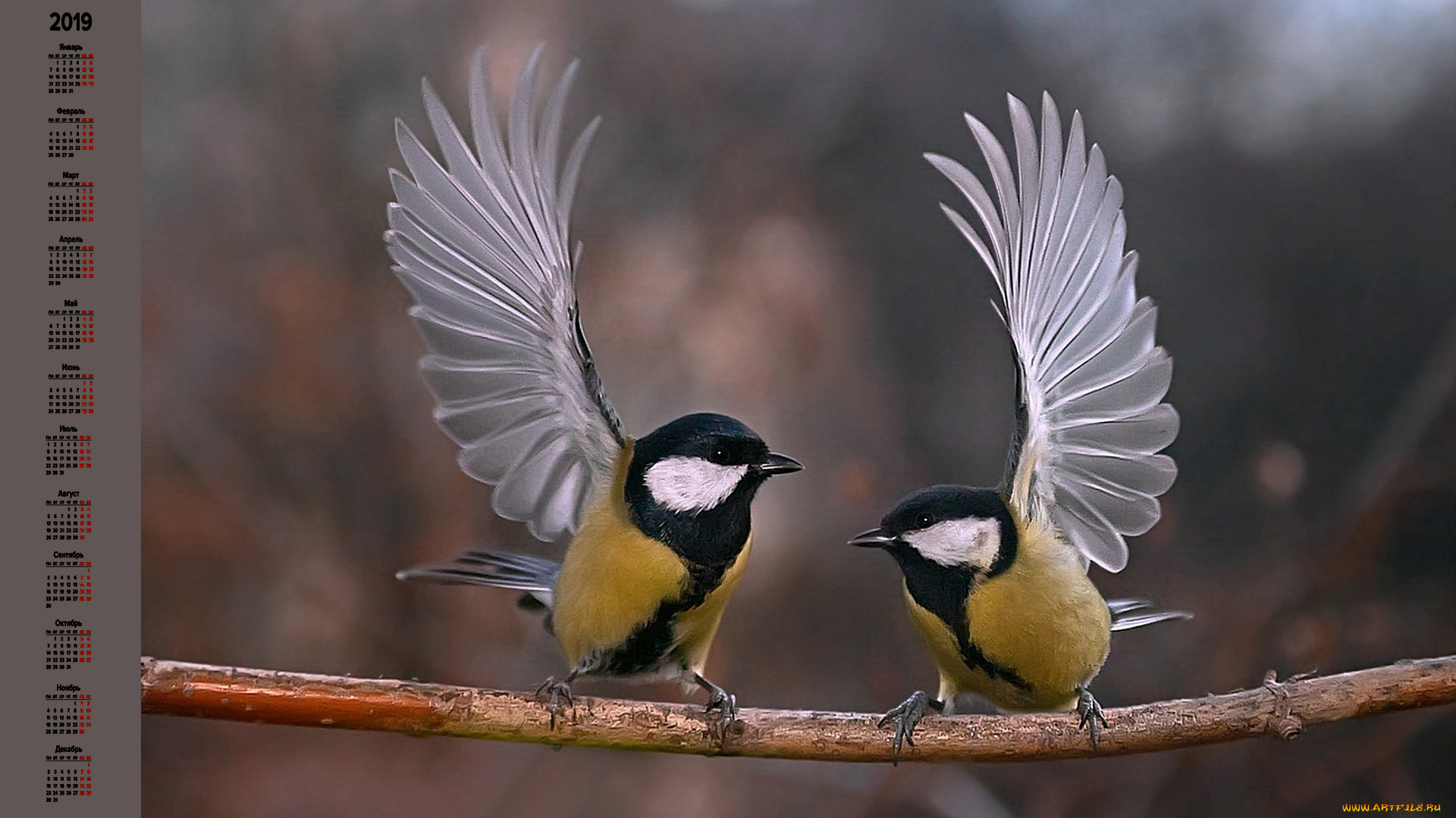 календари, животные, птица, синица