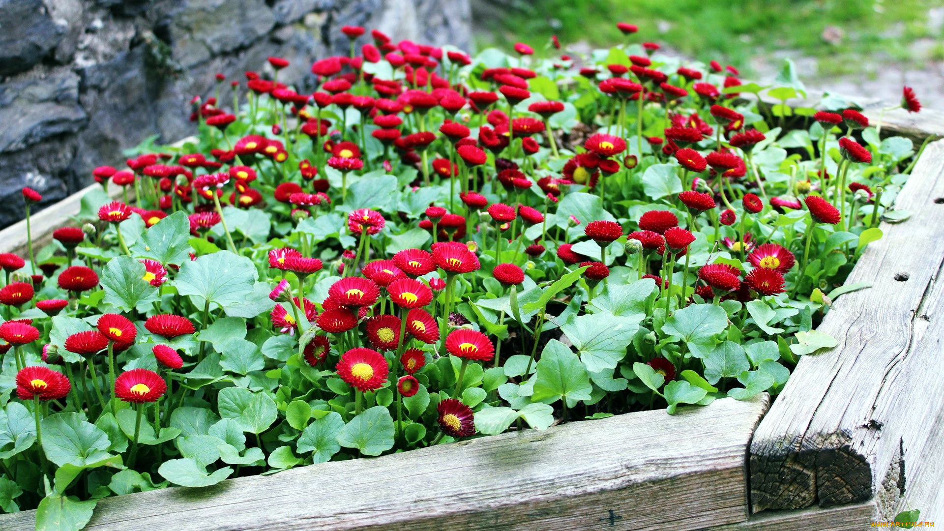 цветы, маргаритки, клумба