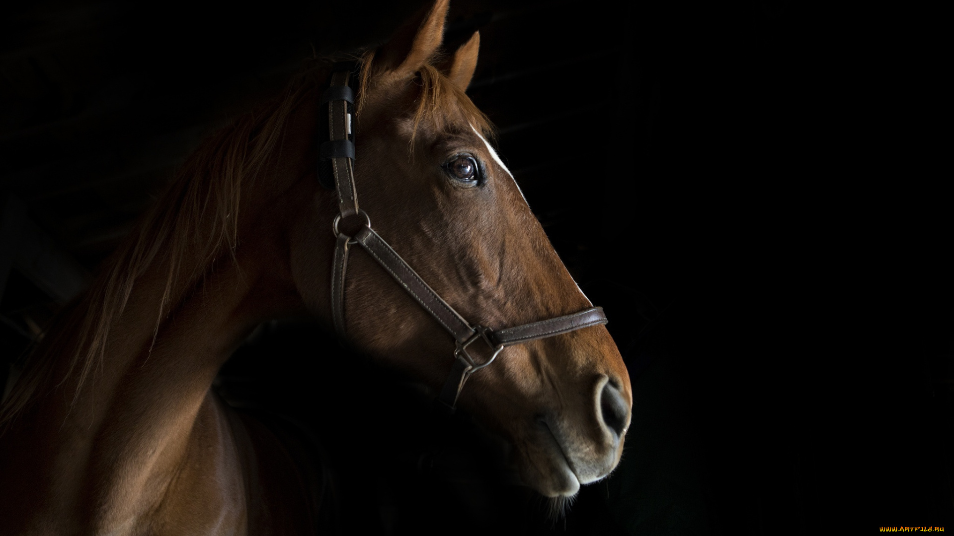 животные, лошади, фон, конь