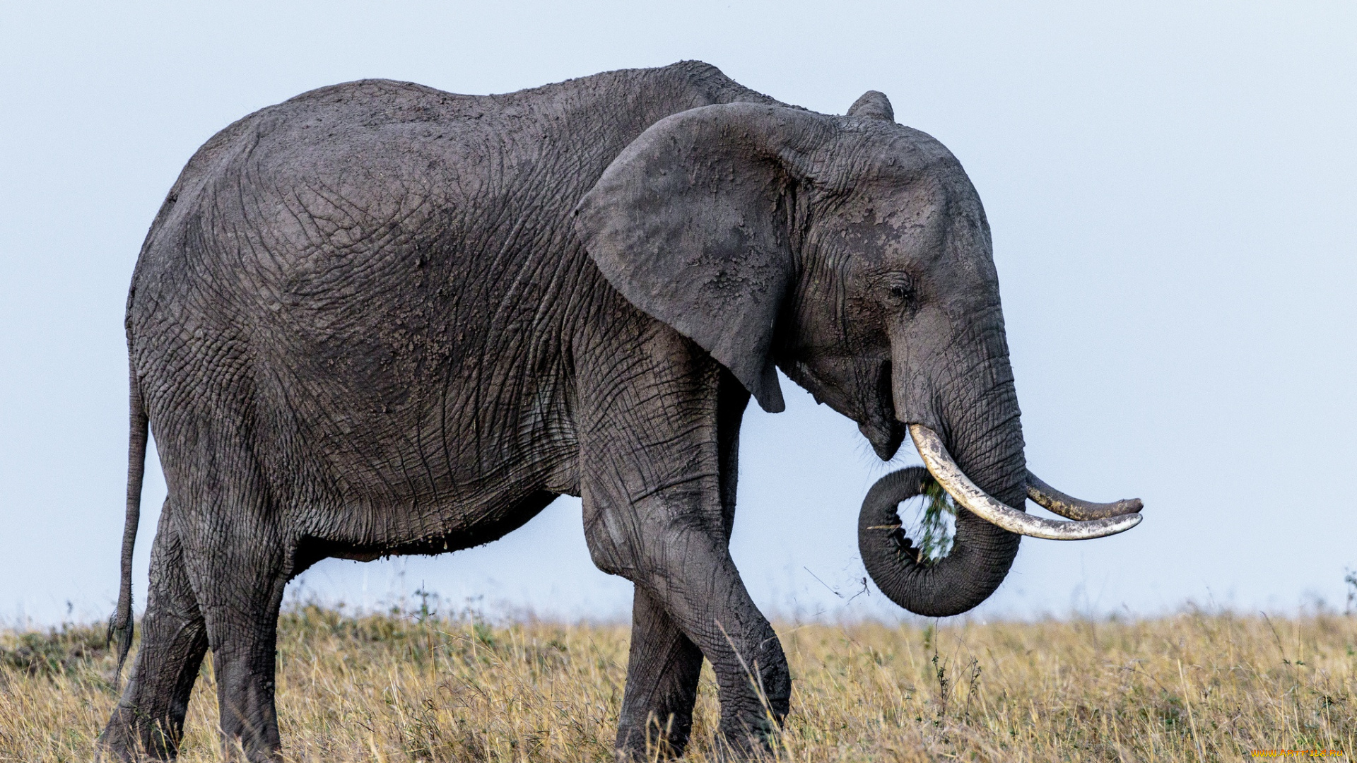 животные, слоны, бивни, уши, слон