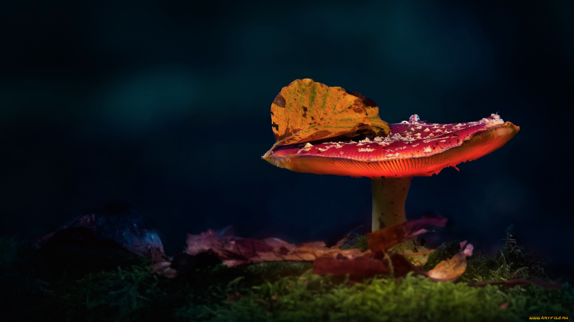 природа, грибы, , мухомор, мухомор