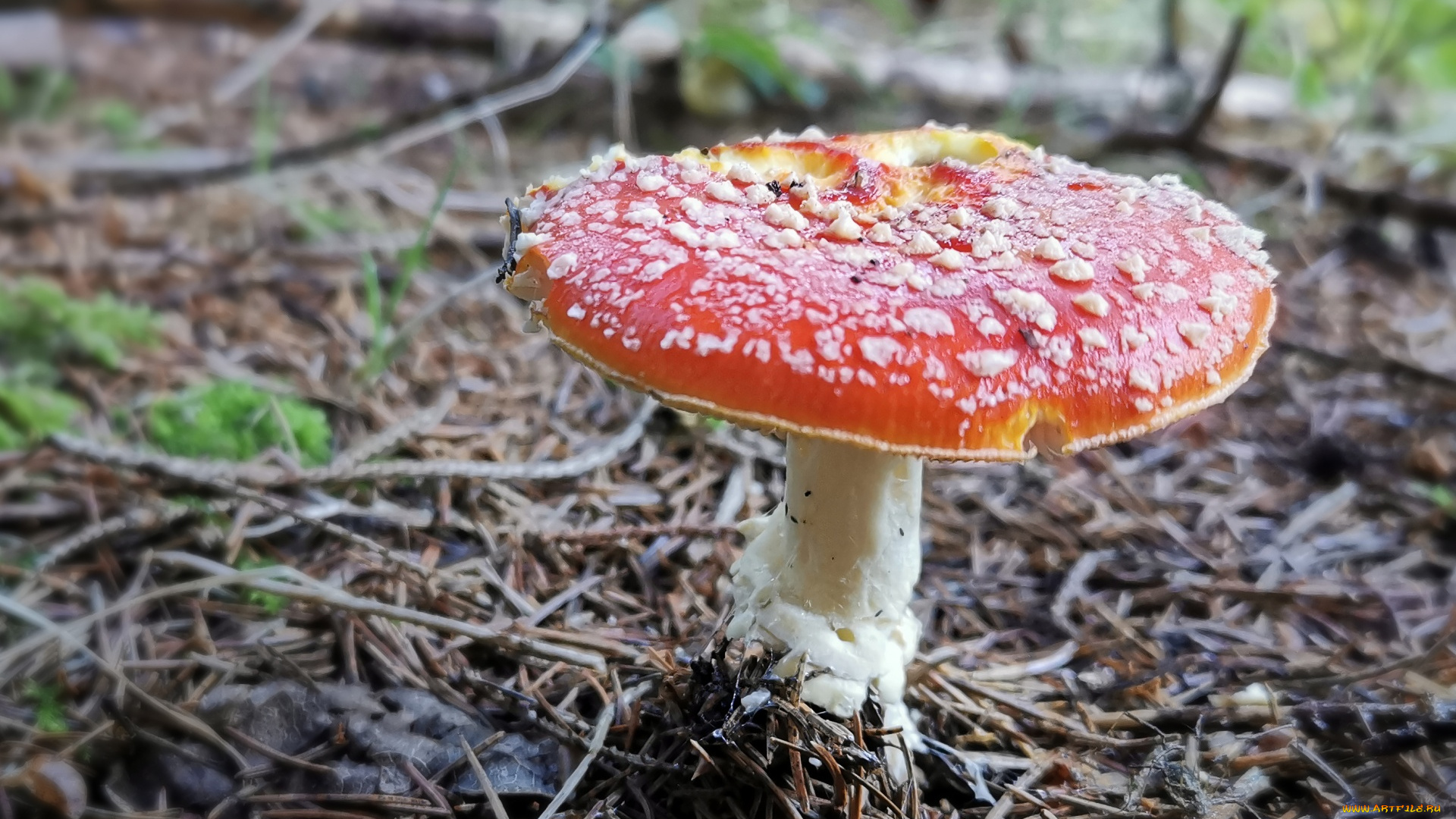 природа, грибы, , мухомор, мухомор
