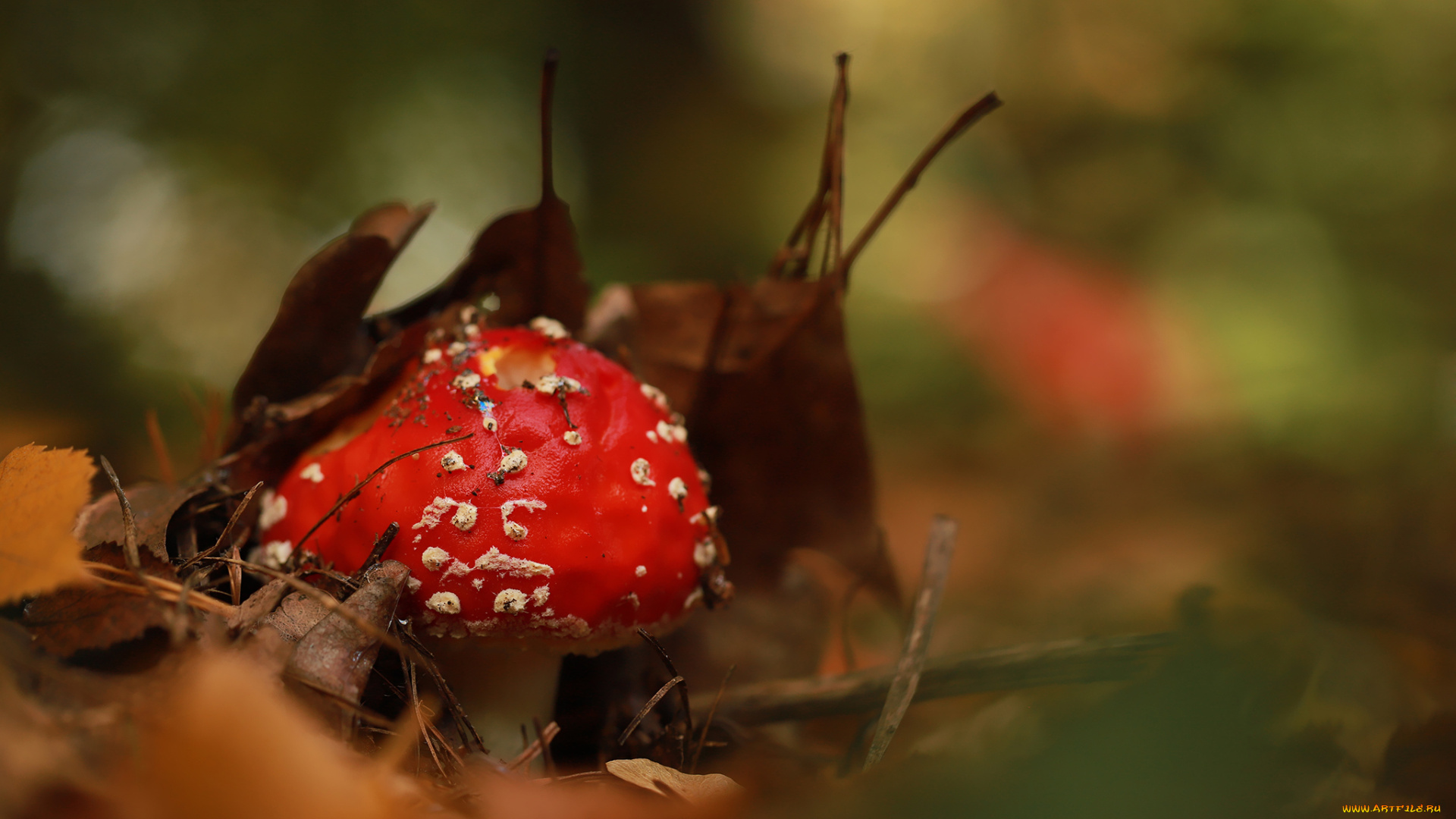 природа, грибы, , мухомор, мухомор
