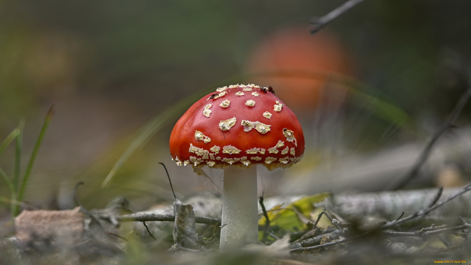 природа, грибы, , мухомор, мухомор