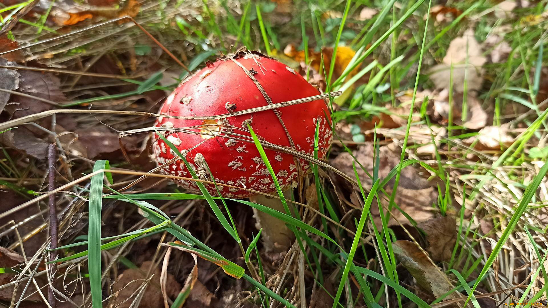 природа, грибы, , мухомор, мухомор