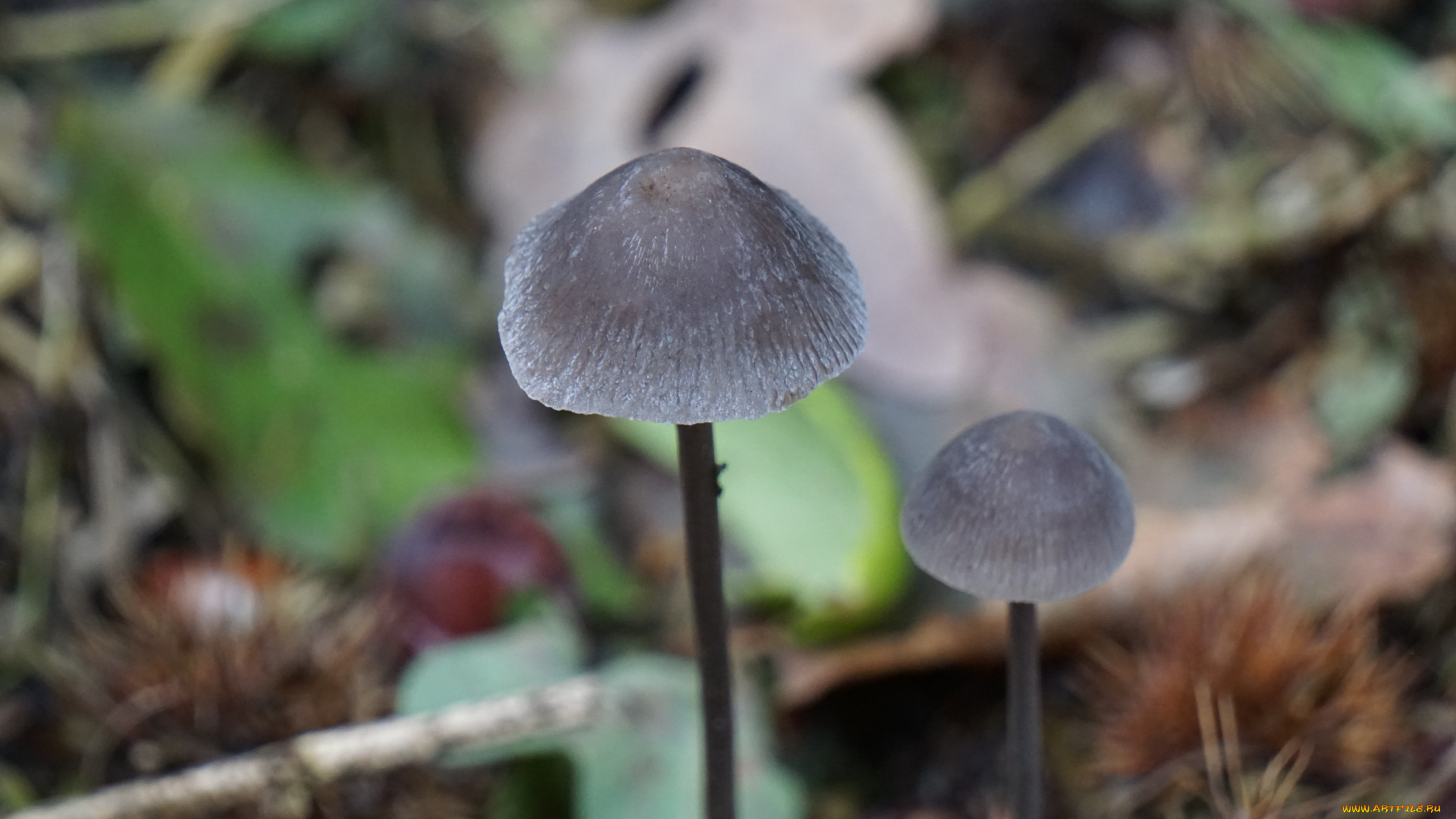 природа, грибы, дуэт