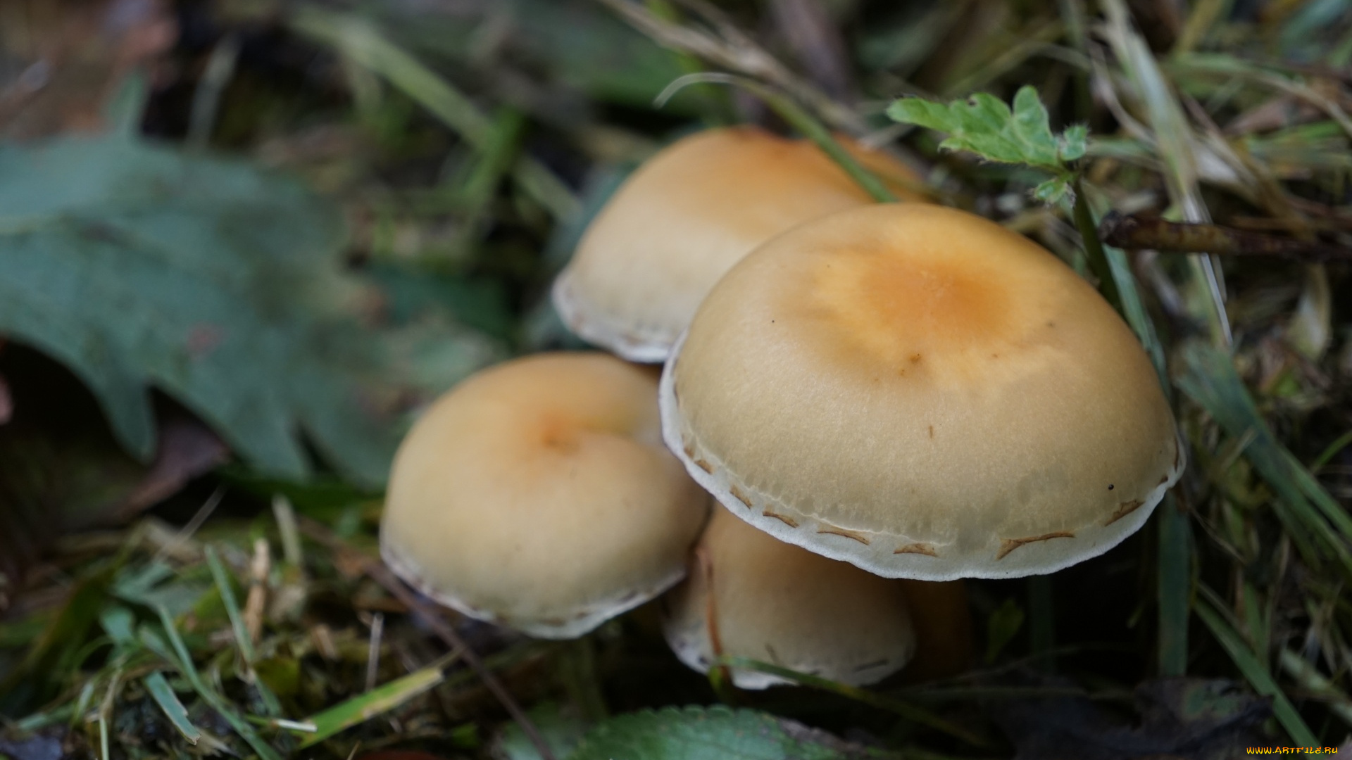 природа, грибы, грибная, семейка