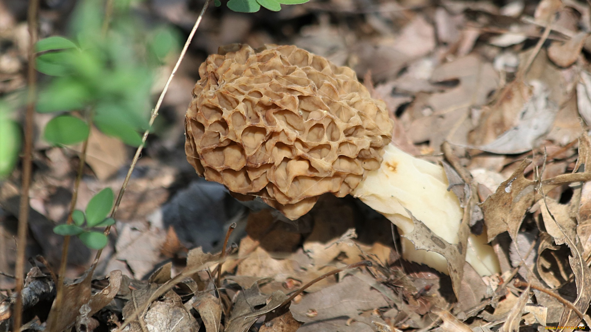 природа, грибы, сморчок