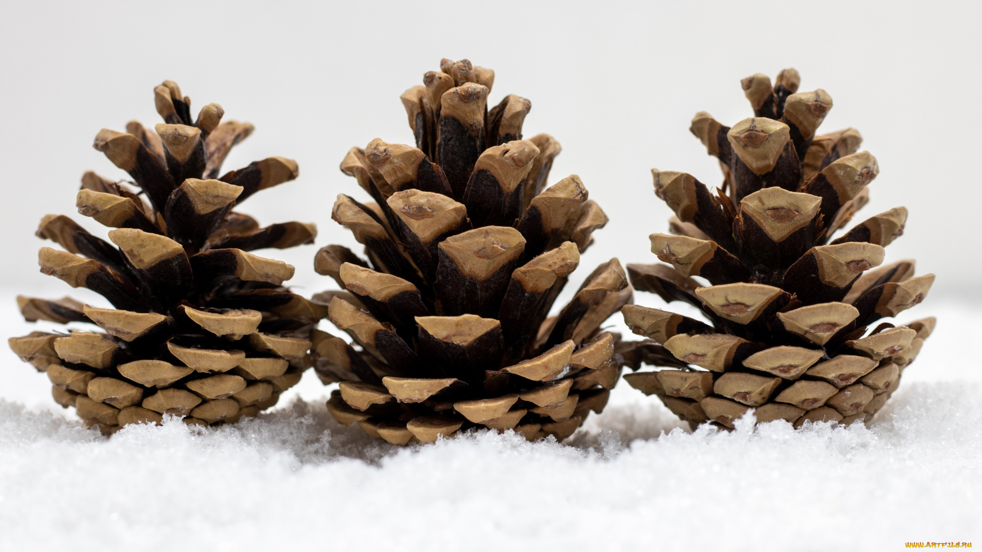 природа, шишки, , жёлуди, , каштаны