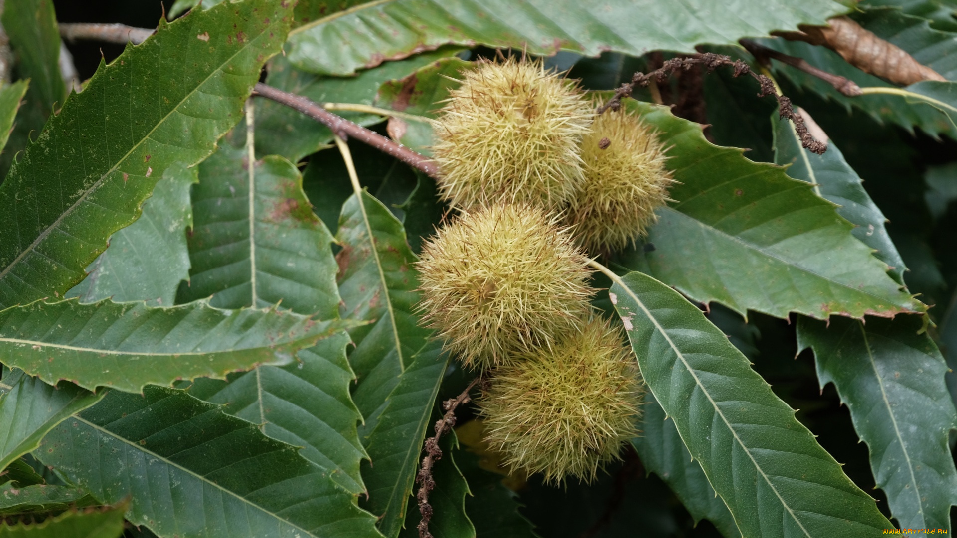 природа, шишки, , жёлуди, , каштаны, каштаны