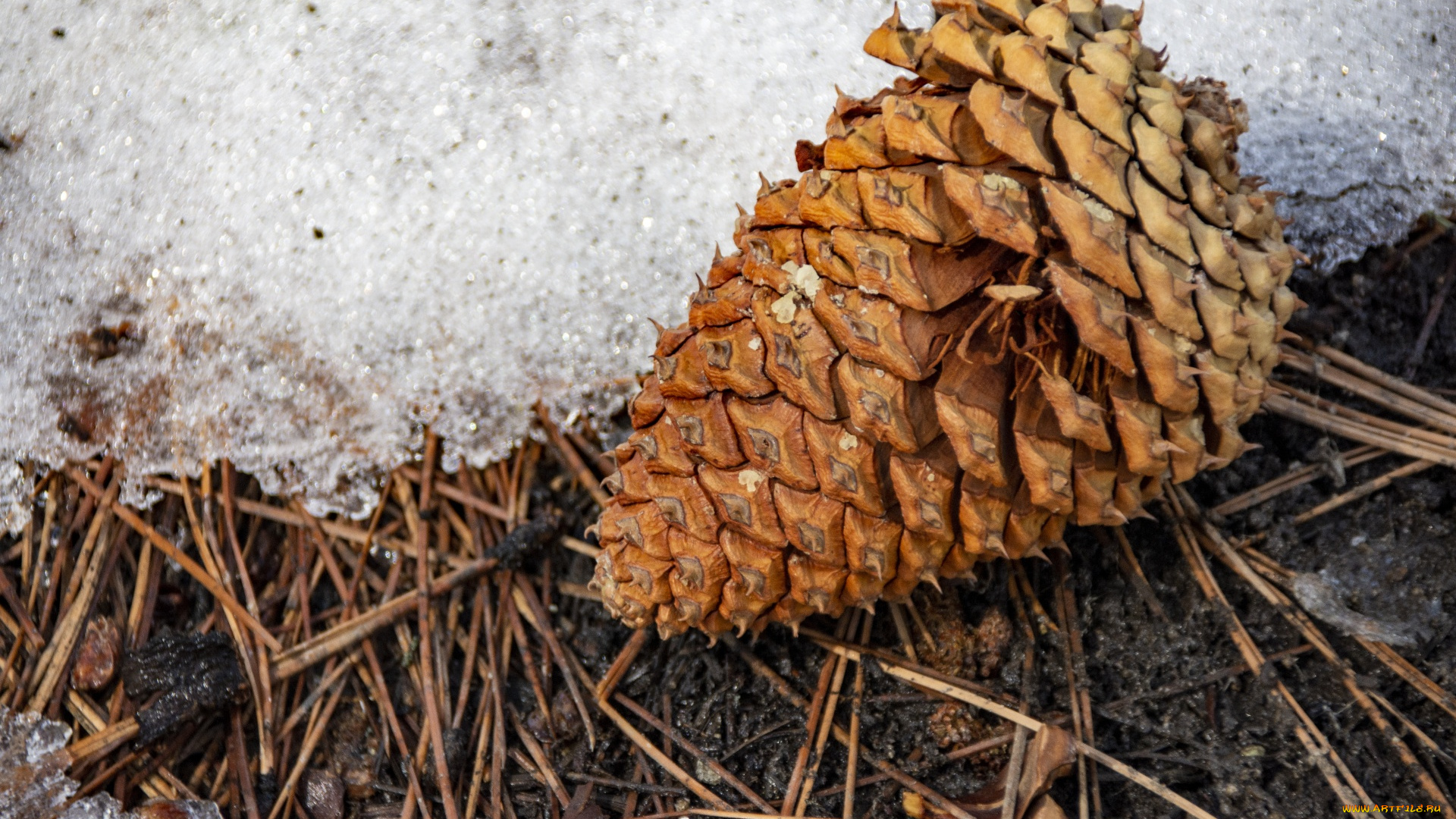 природа, шишки, , жёлуди, , каштаны, шишка