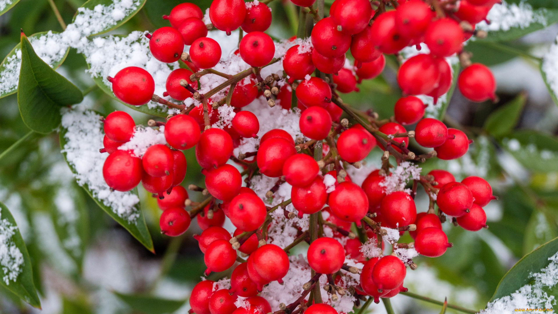 природа, ягоды, красные, снег