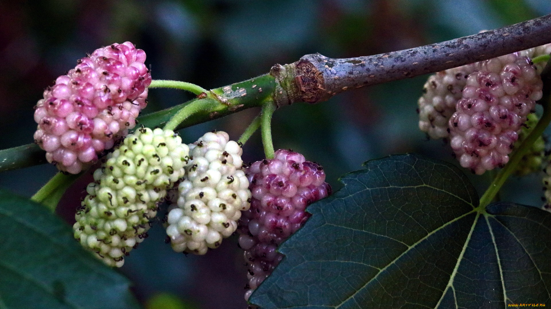 природа, ягоды, шелковица