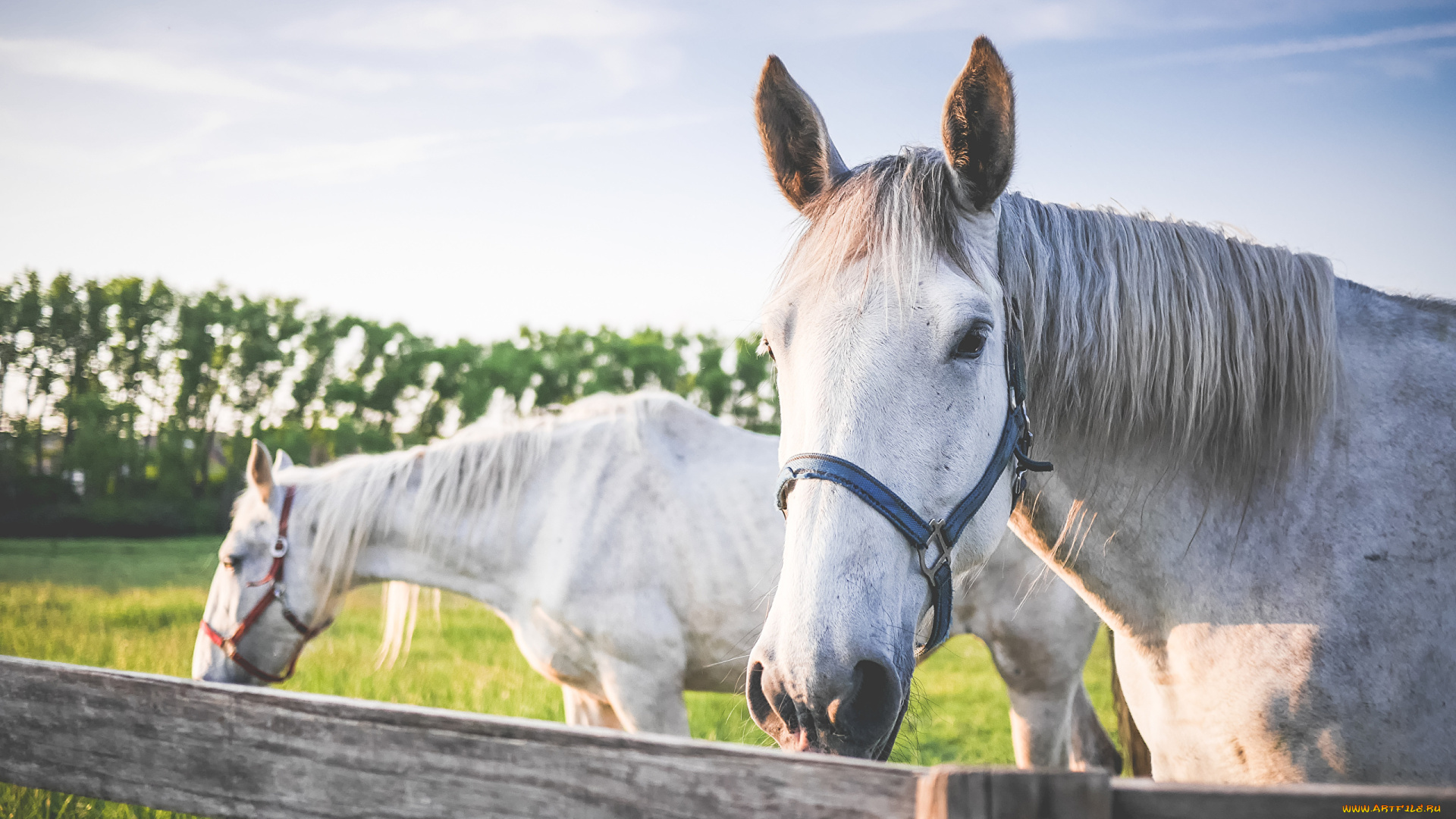 животные, лошади, белые, пара, загон