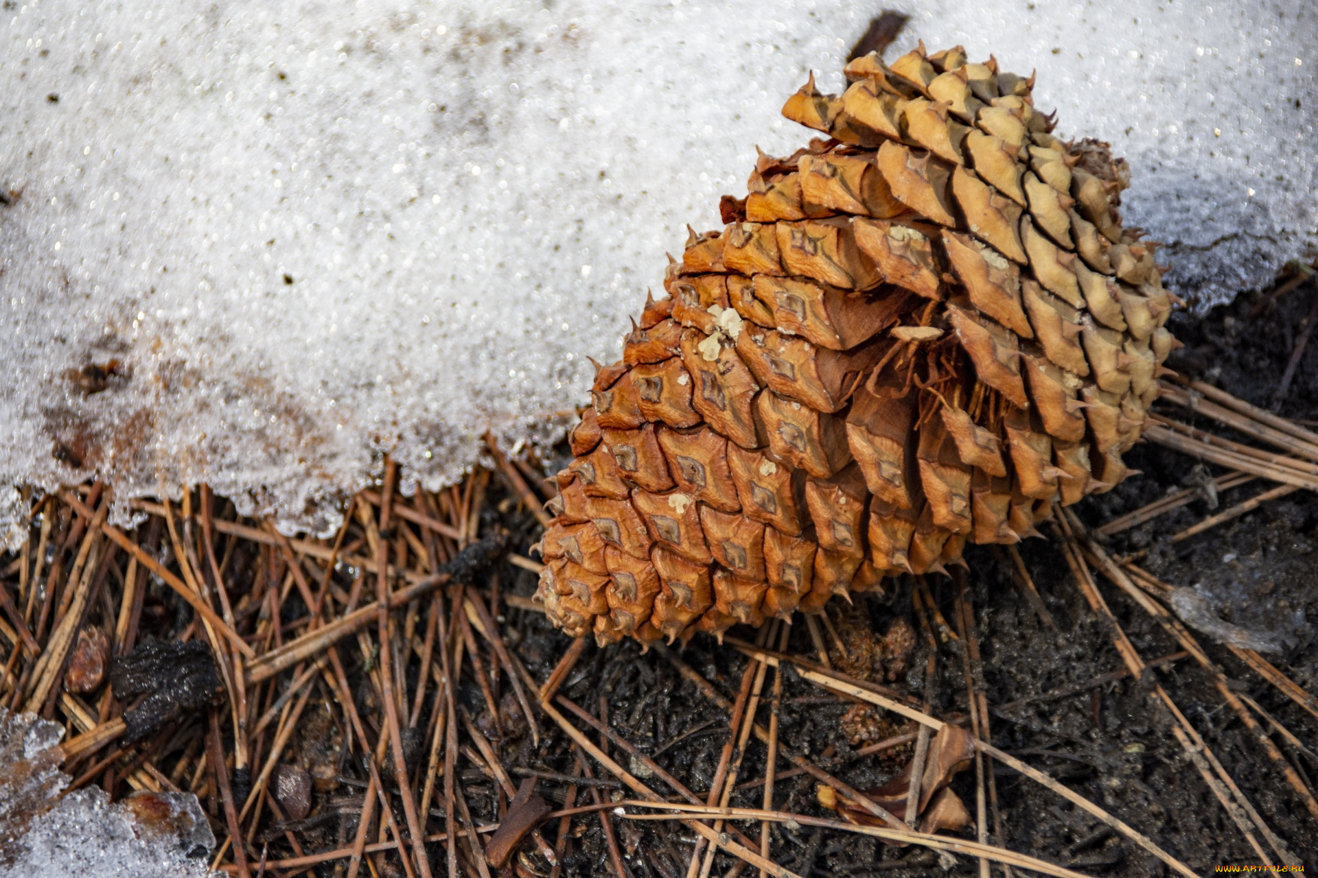 природа, шишки, , жёлуди, , каштаны, шишка