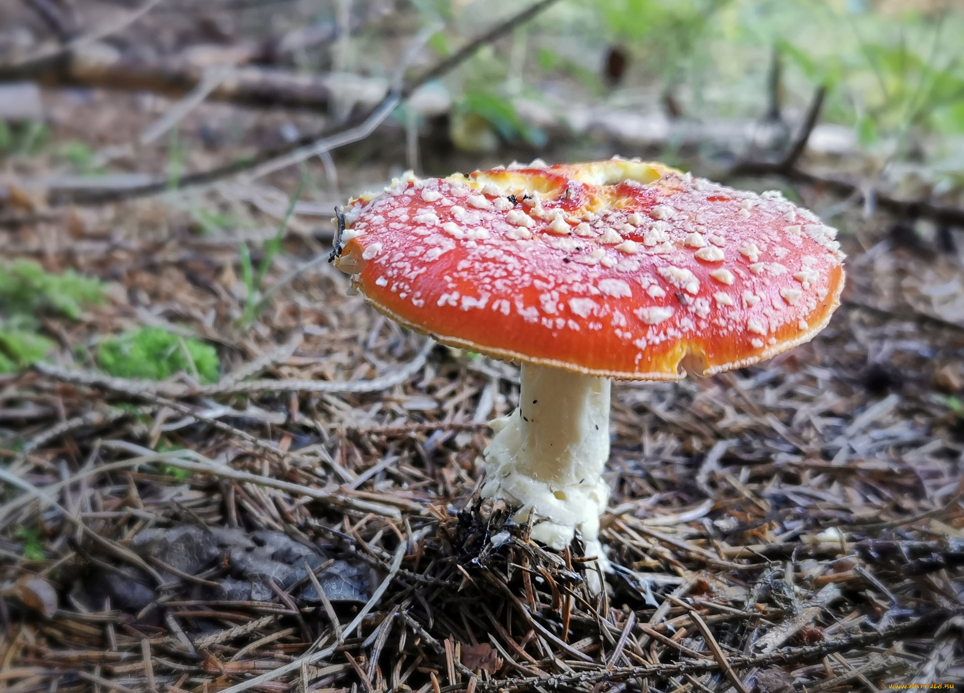 природа, грибы, , мухомор, мухомор