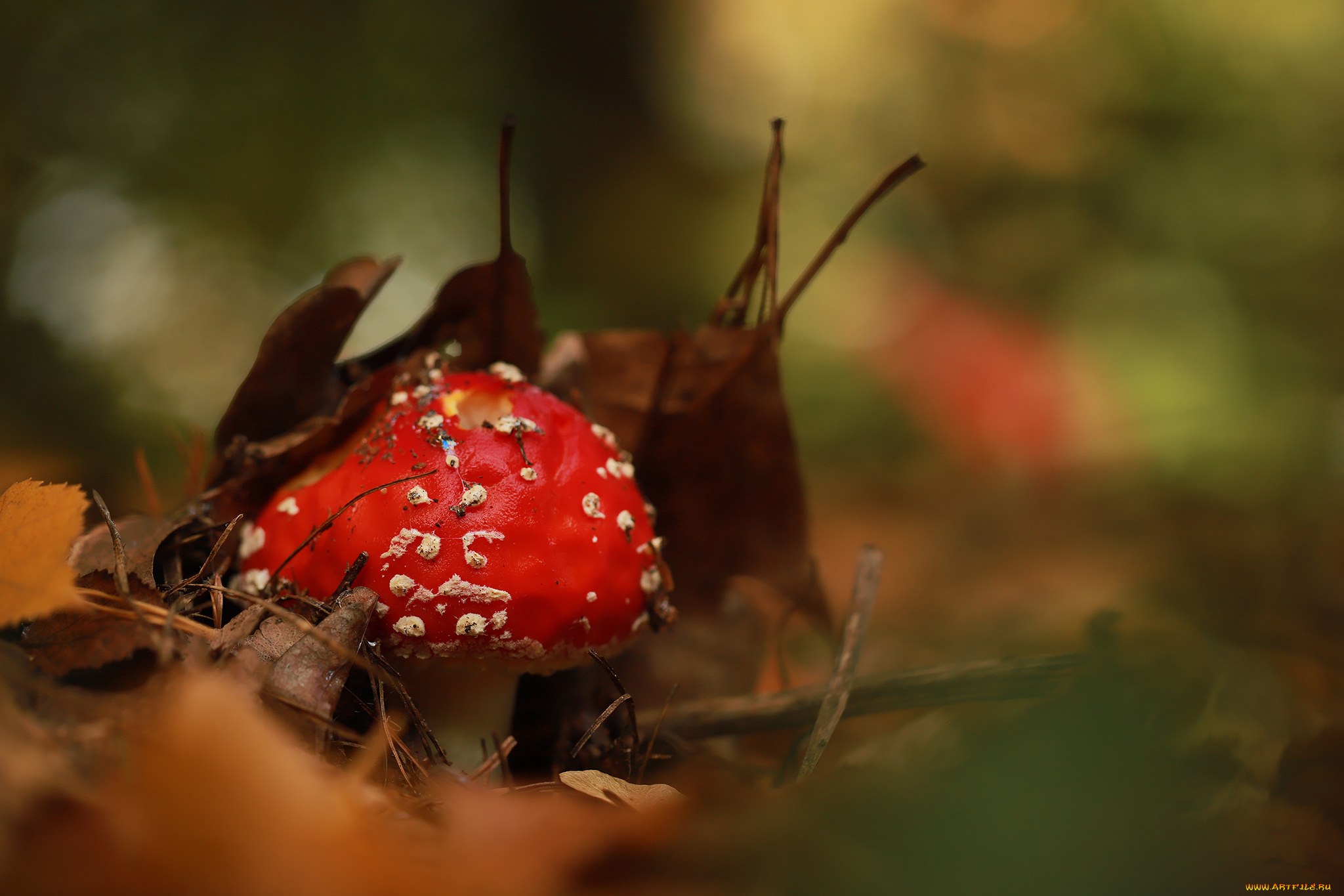 природа, грибы, , мухомор, мухомор
