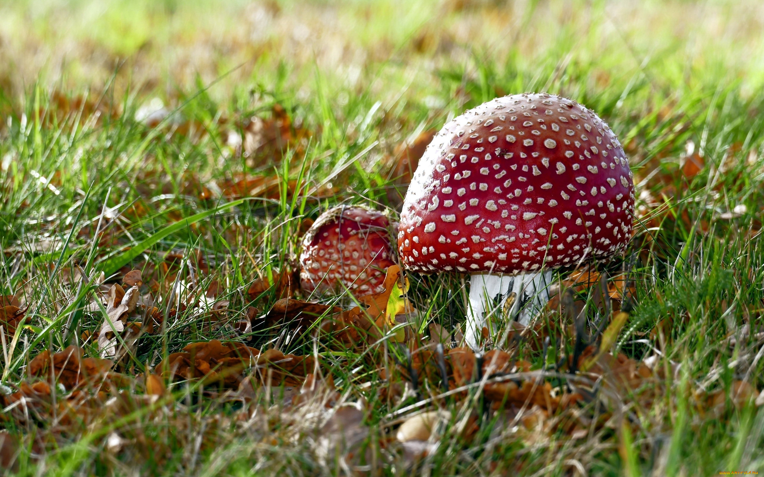 природа, грибы, , мухомор, мухомор