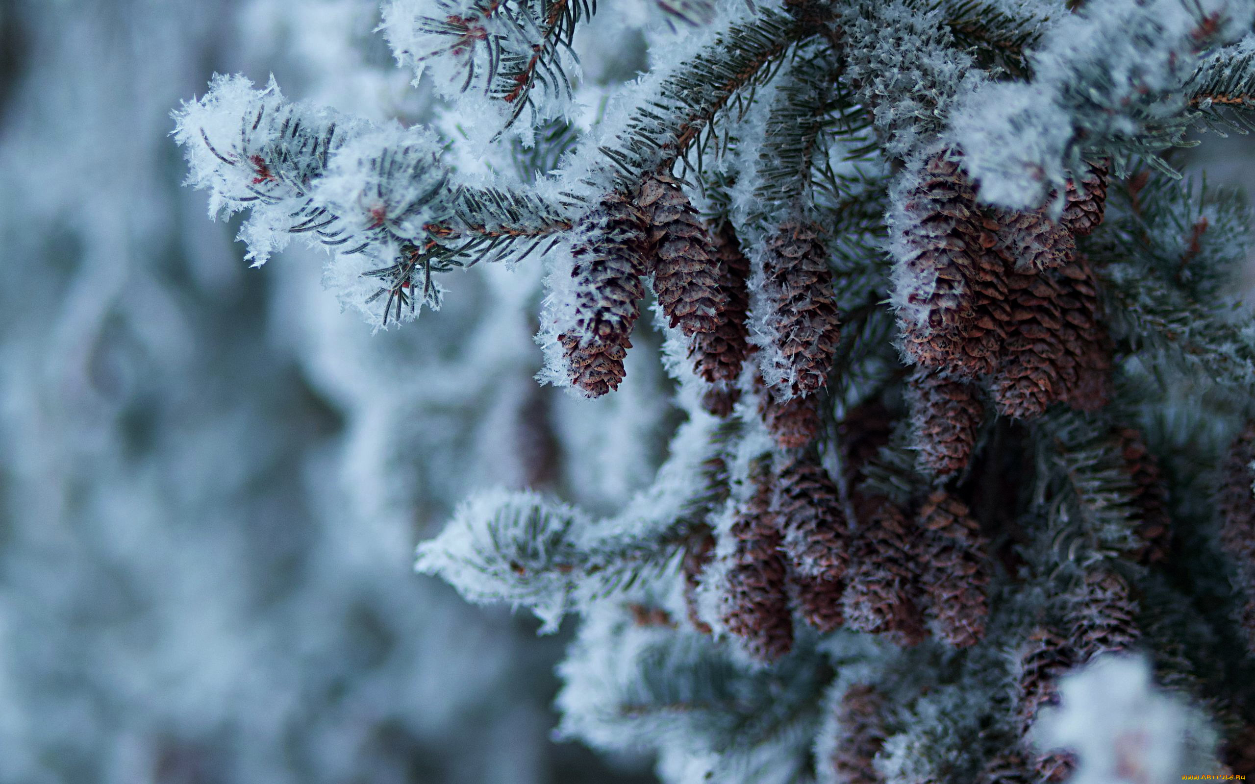 природа, шишки, , жёлуди, , каштаны