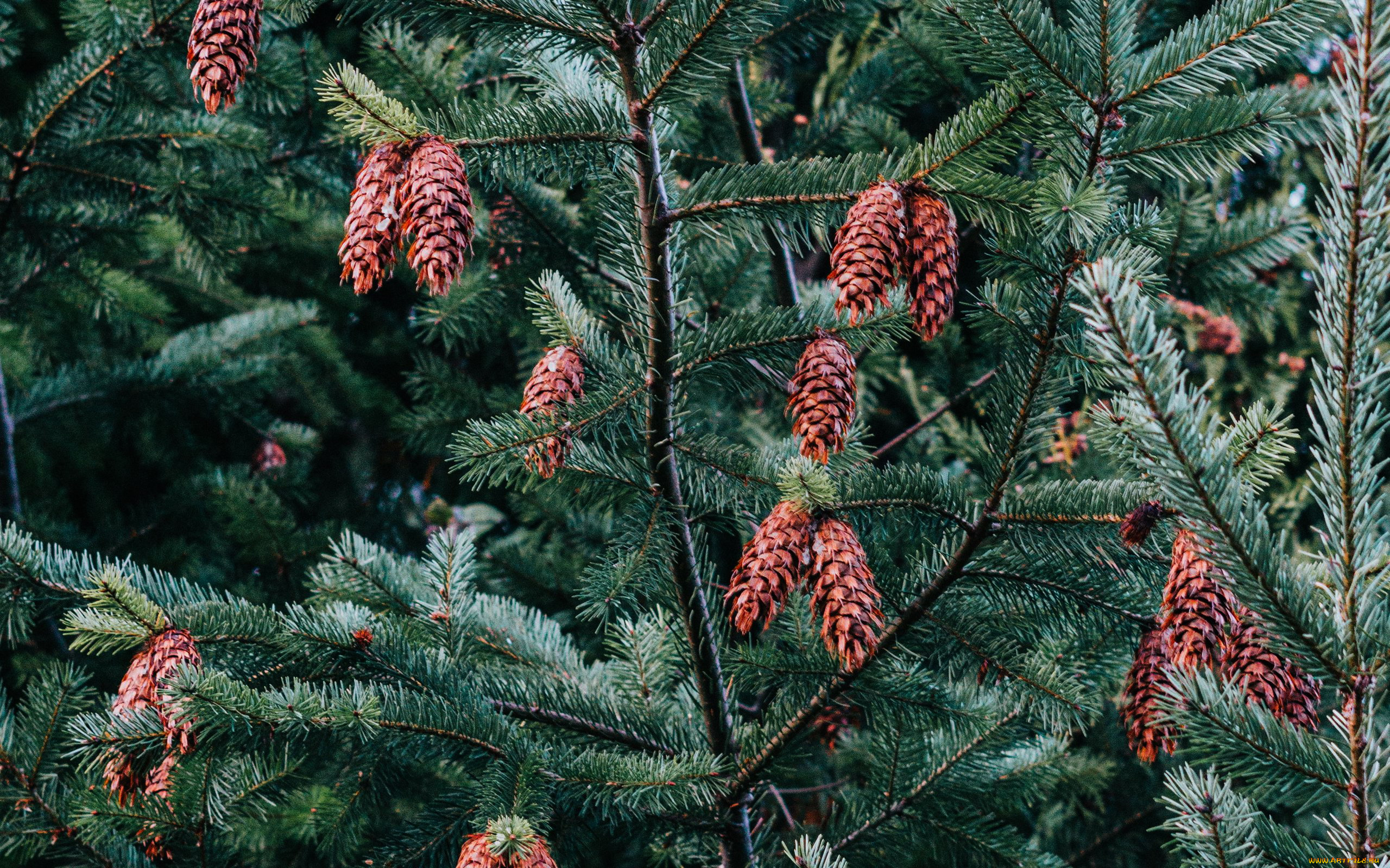 природа, шишки, , жёлуди, , каштаны