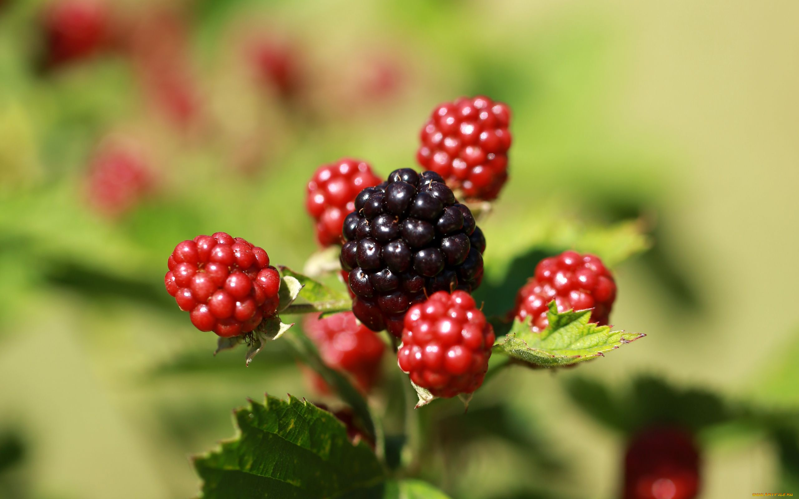 природа, ягоды, ежевика