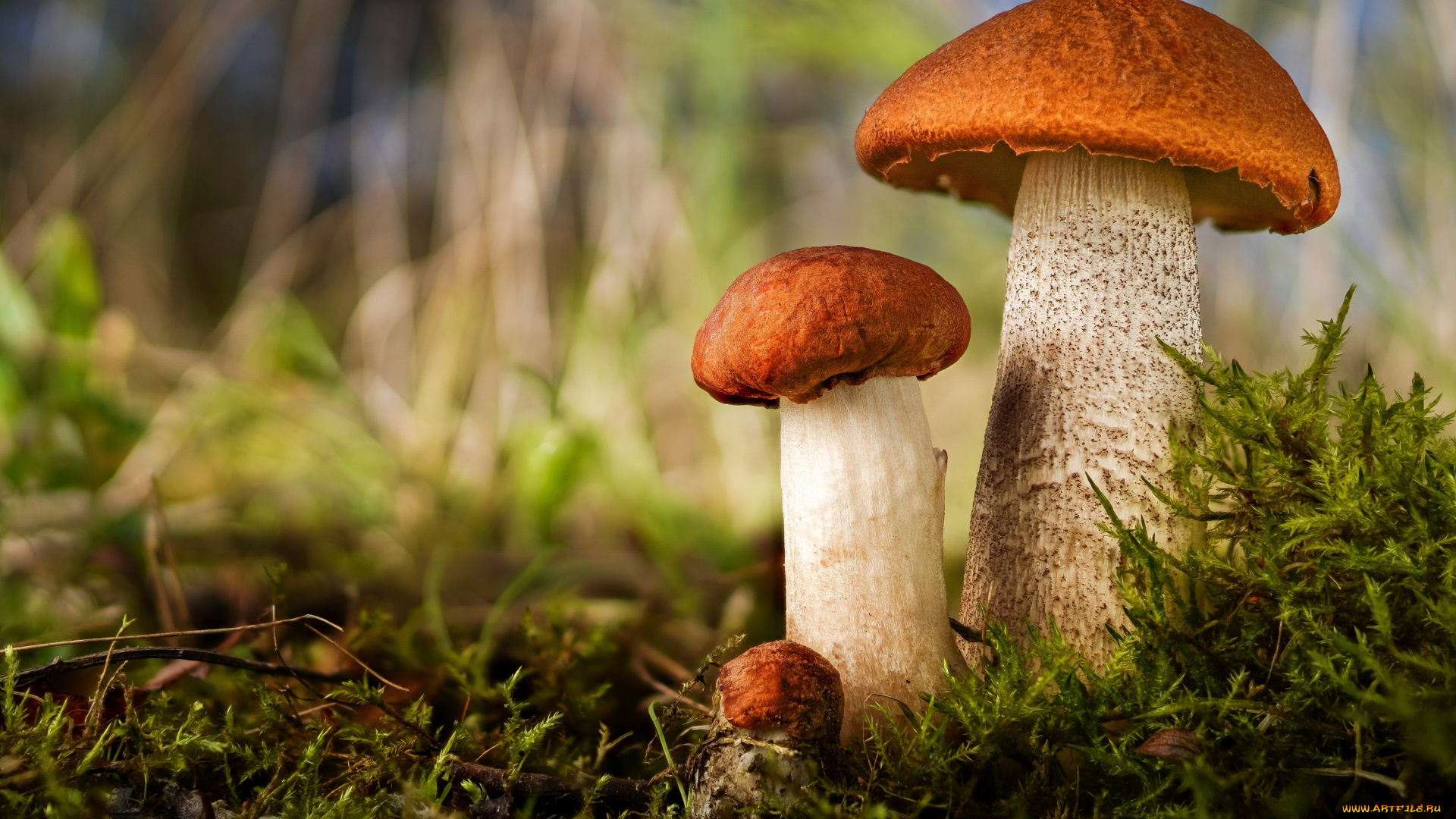 грибочки, природа, грибы, поляна, мох, красноголовики