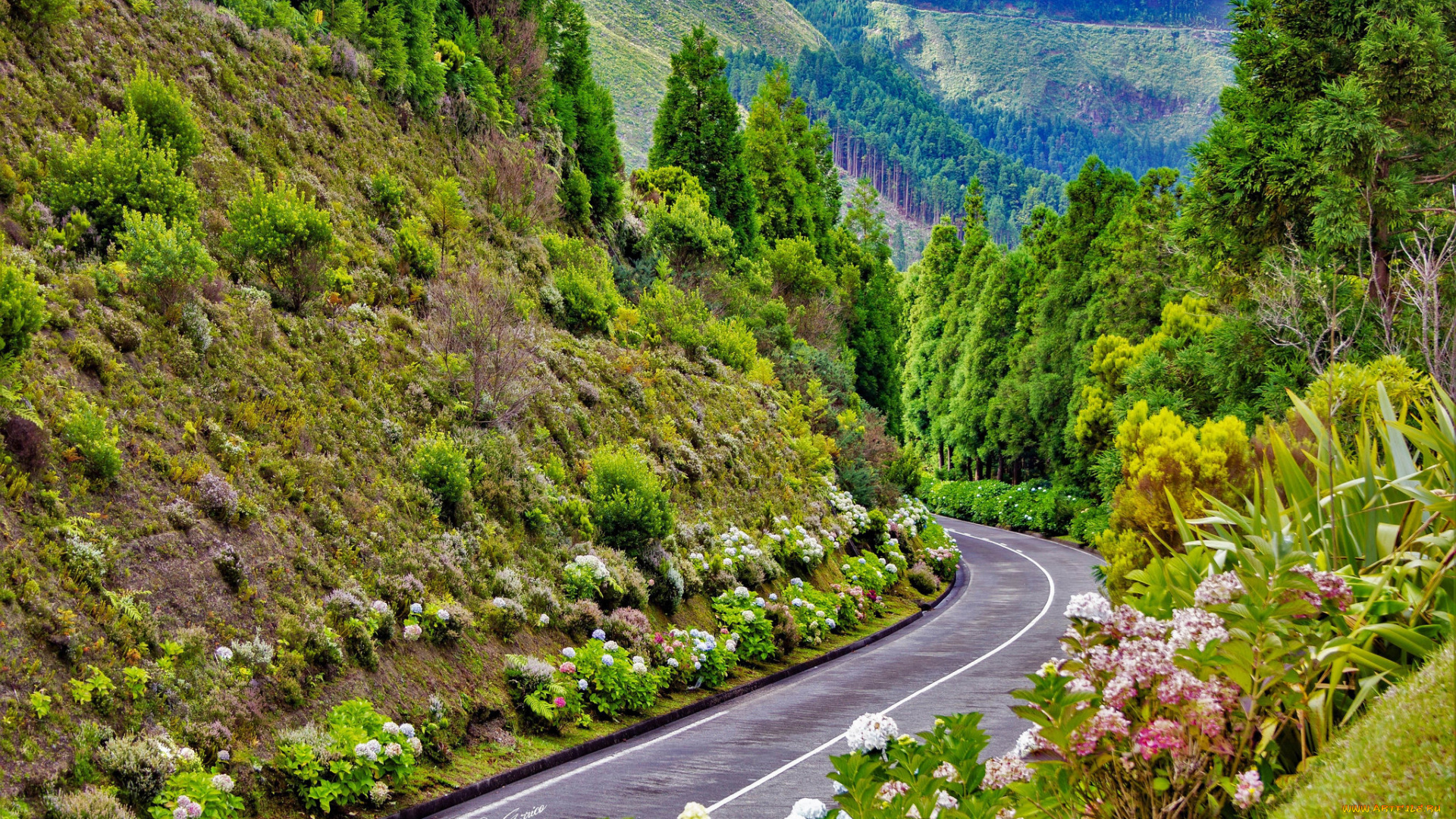 природа, дороги, дорога