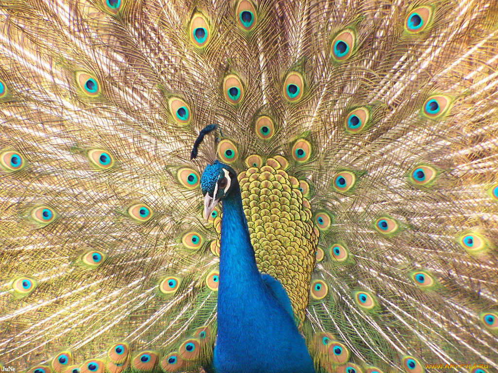 павлин, животные, павлины