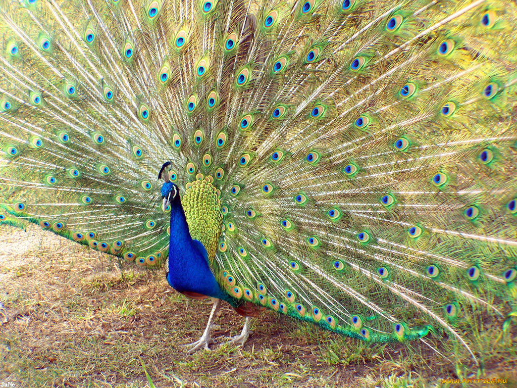 павлин, животные, павлины