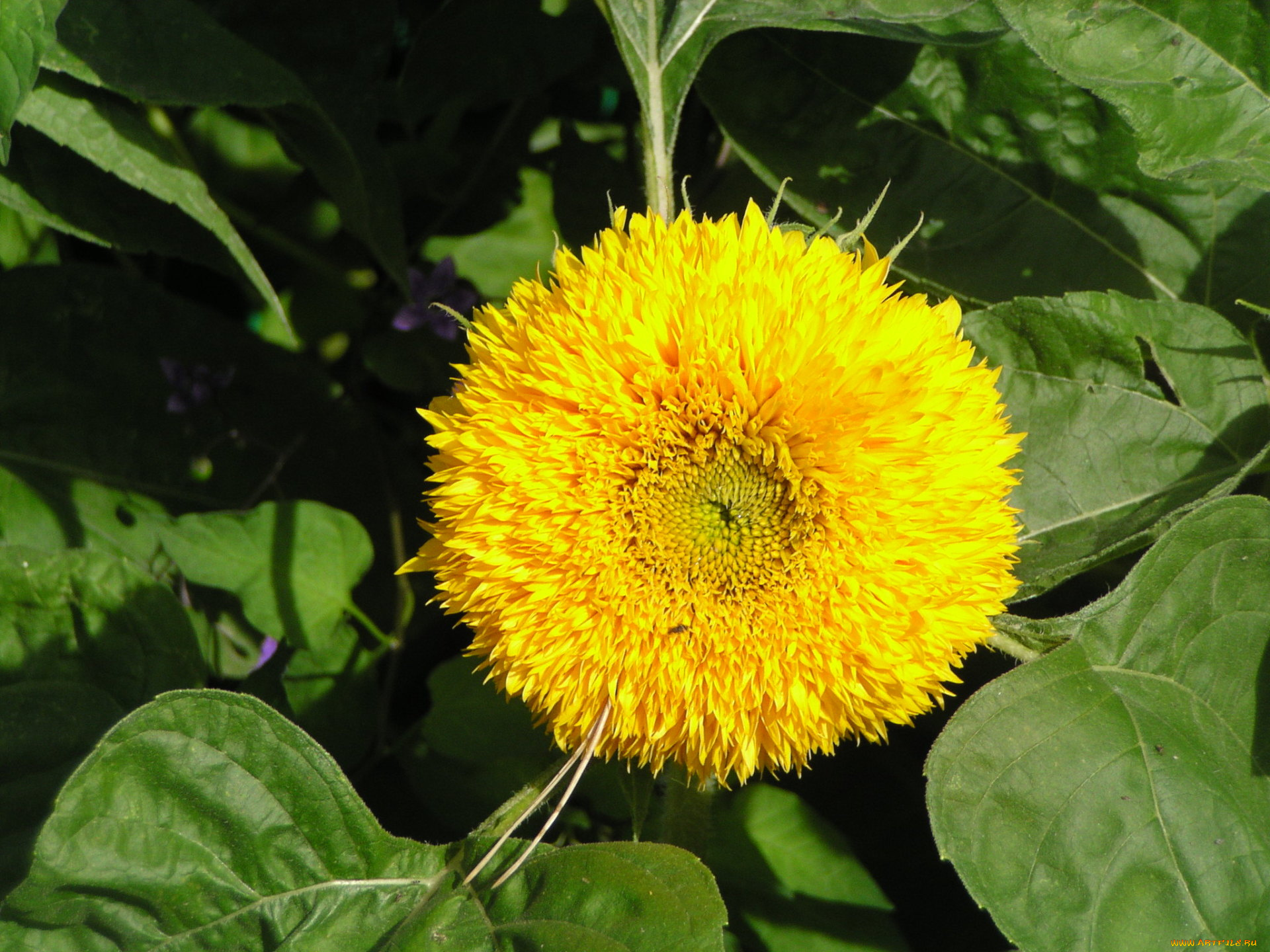 цветы, подсолнухи