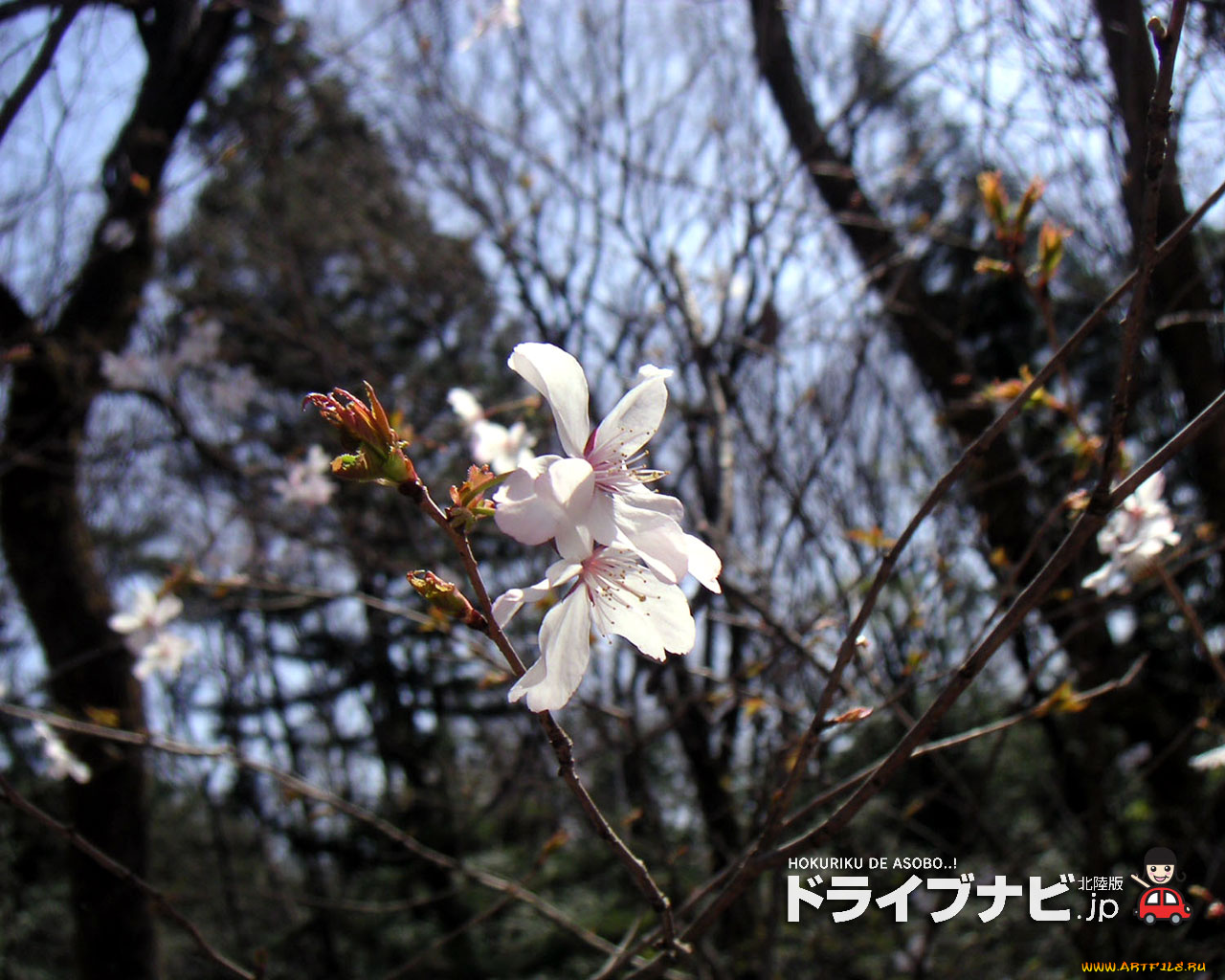 цветы, цветущие, деревья, кустарники