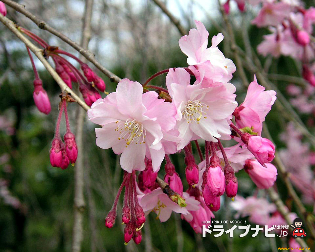 цветы, сакура, вишня