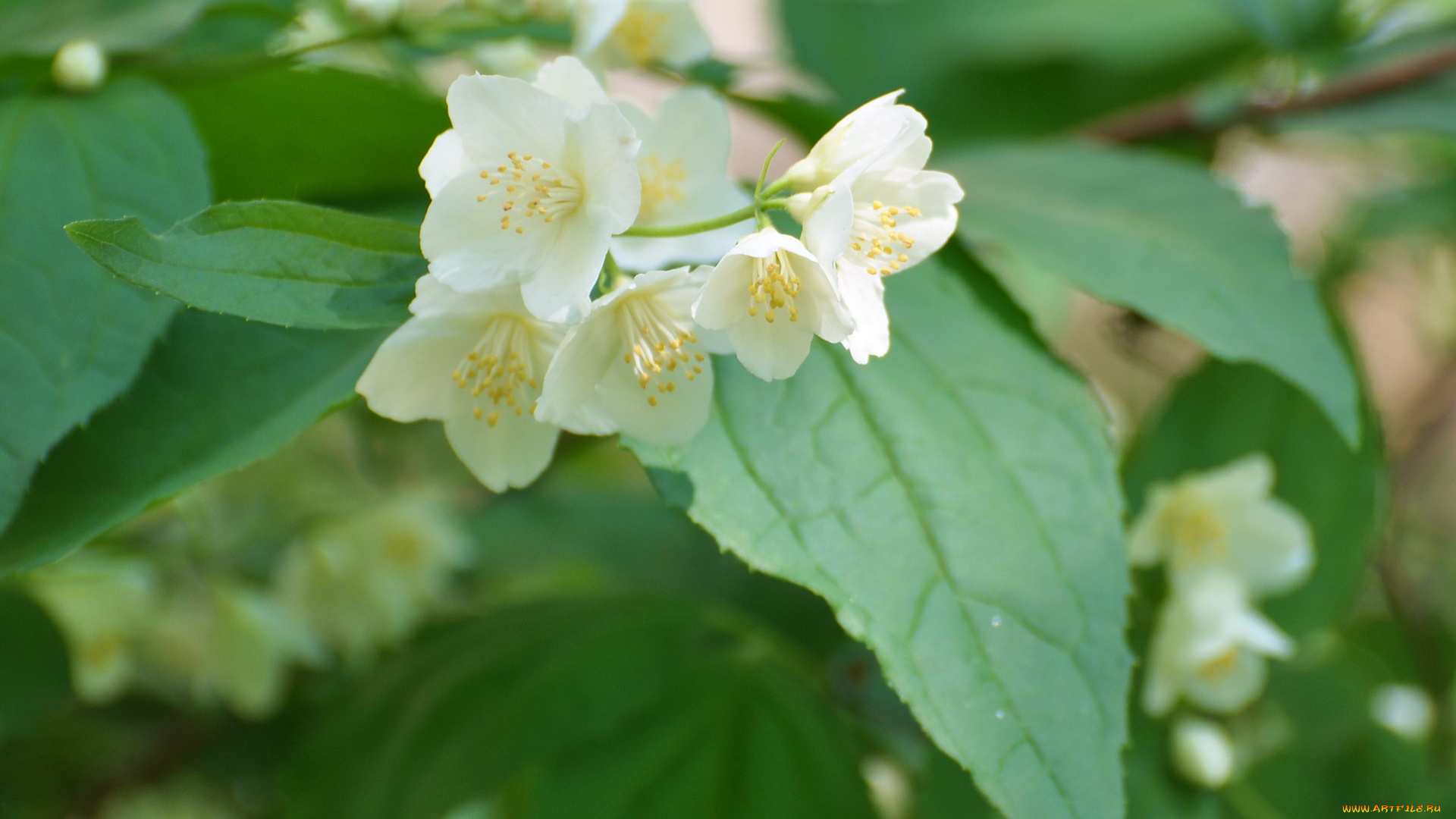 цветы, жасмин