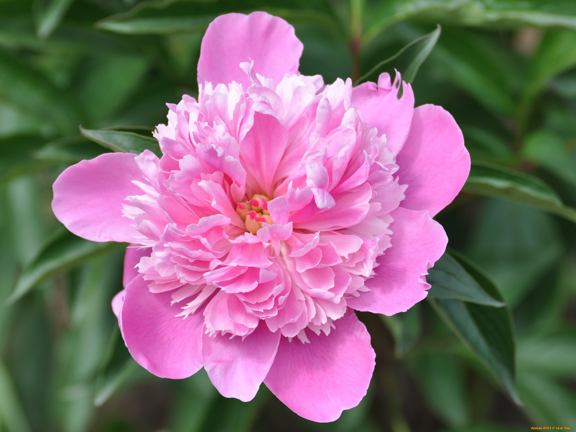 цветы, пионы