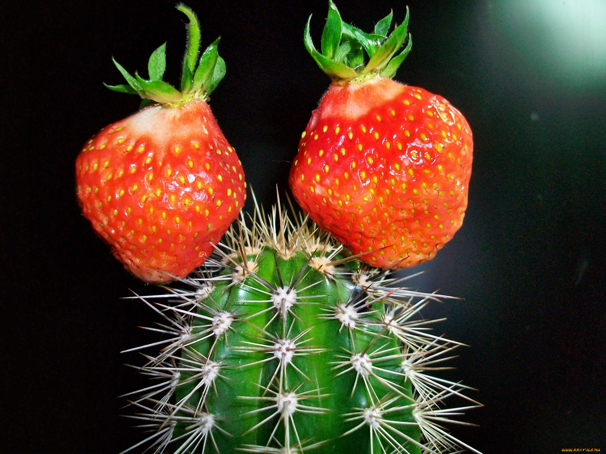 еда, клубника, земляника