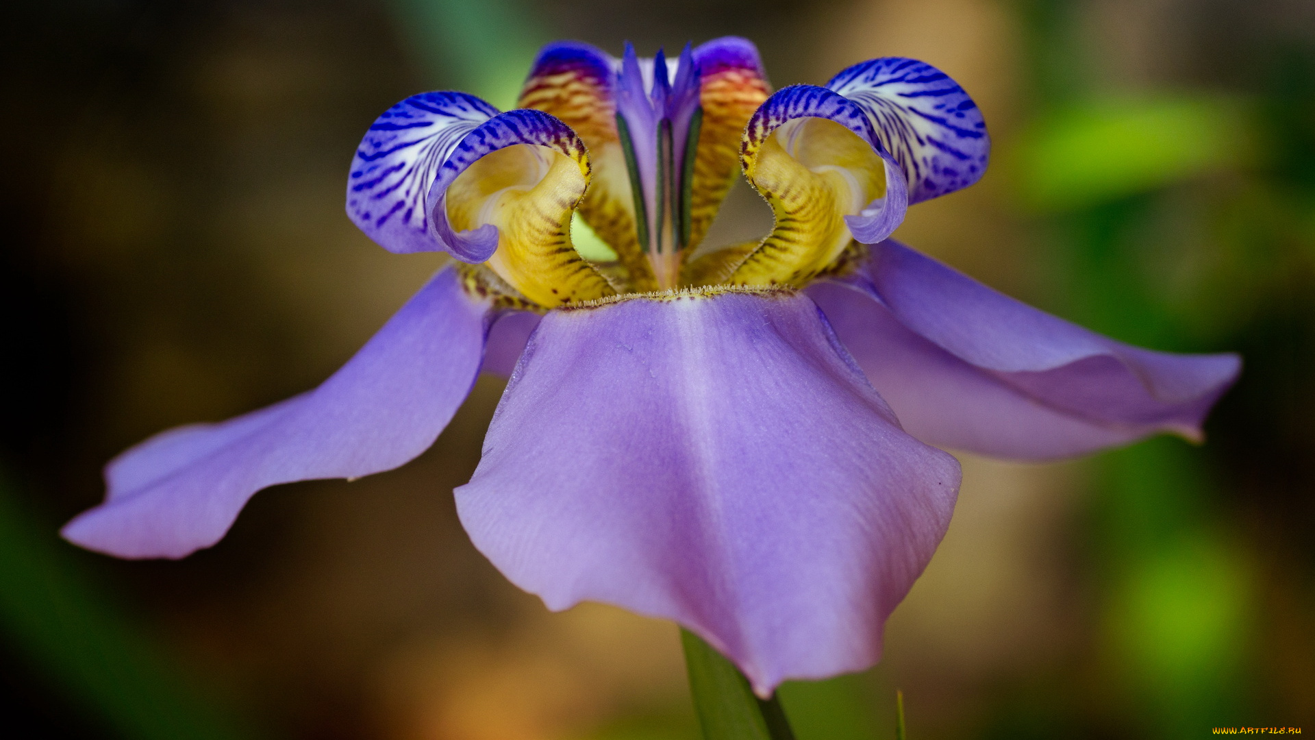 цветы, ирисы