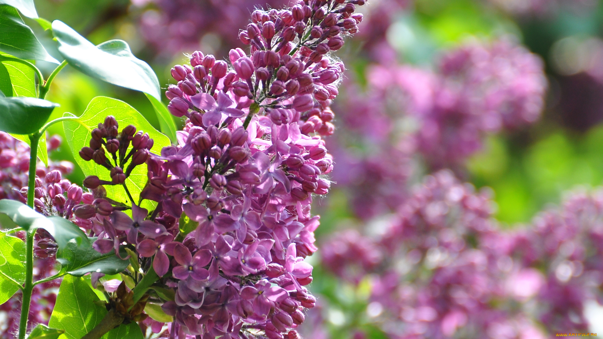 цветы, сирень