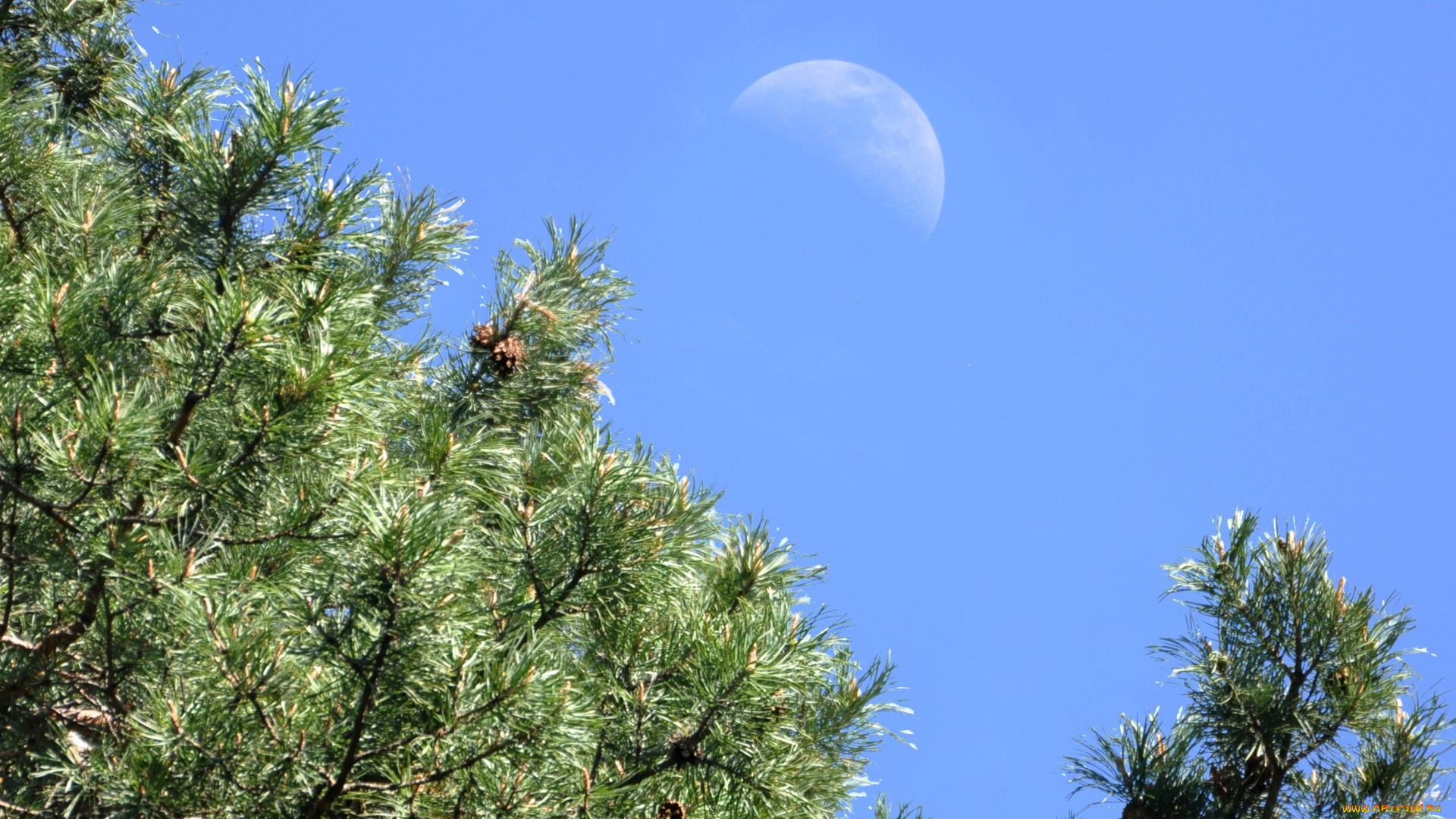 природа, деревья