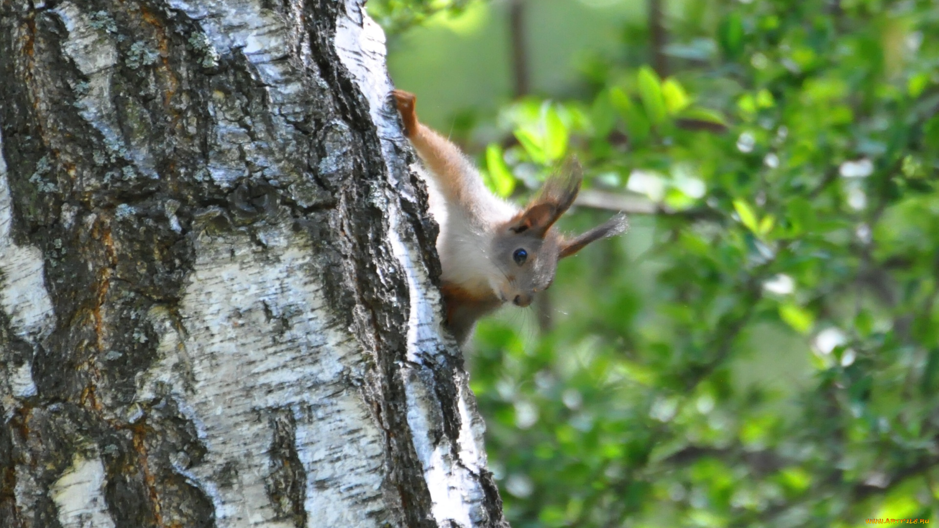 животные, белки