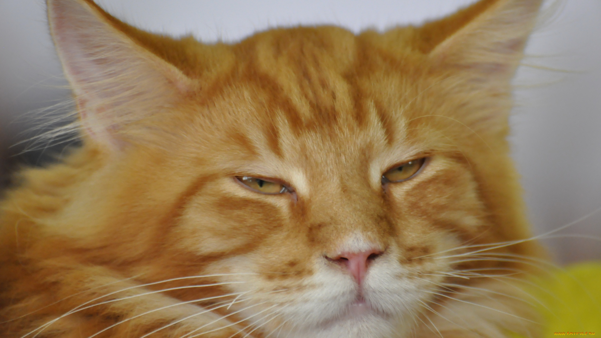 животные, коты