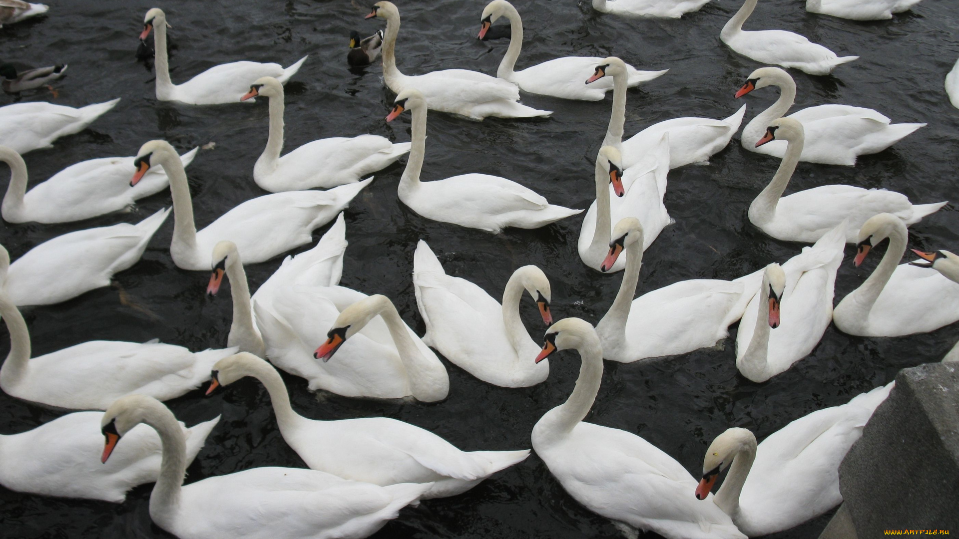 животные, лебеди