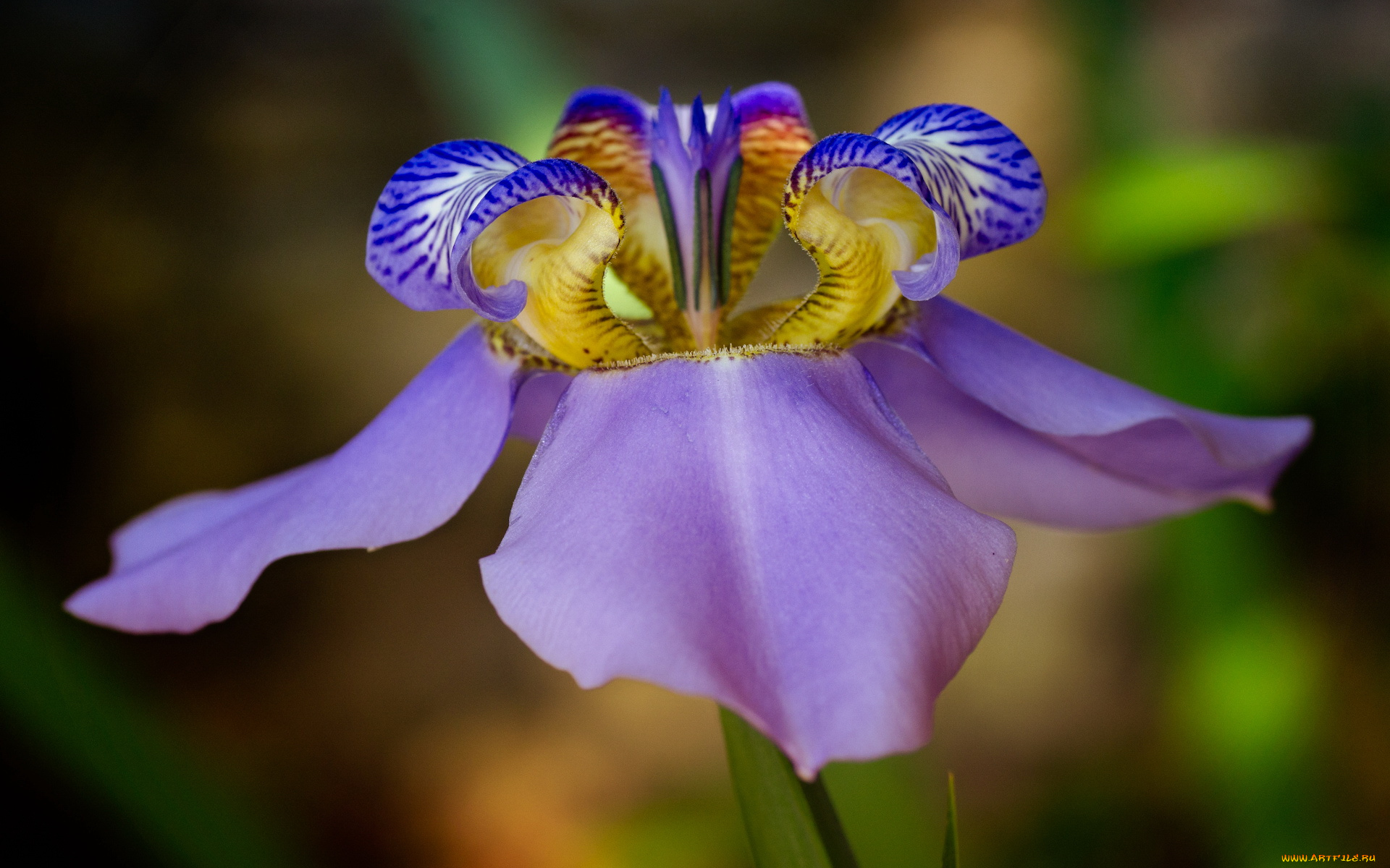 цветы, ирисы
