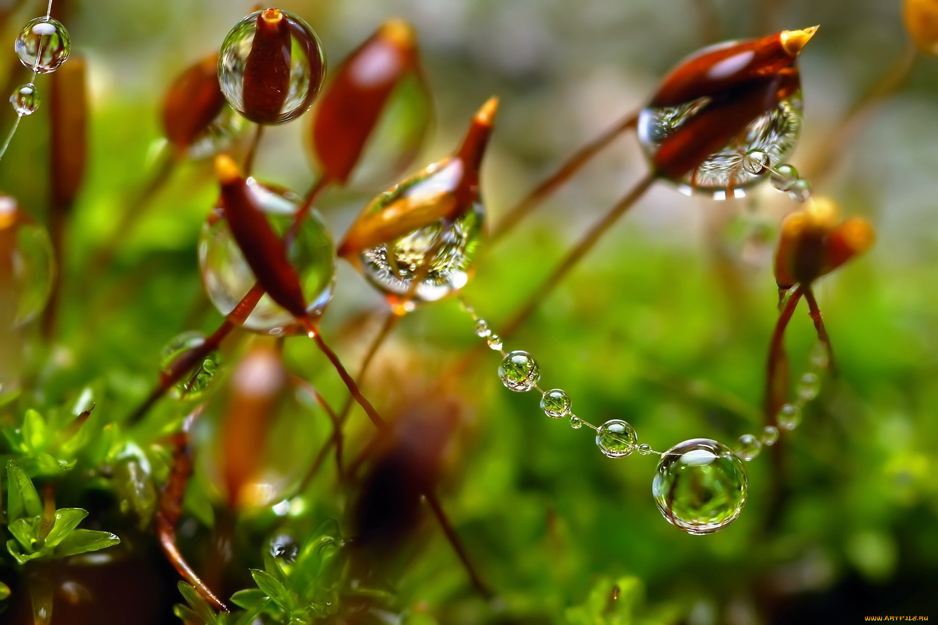 природа, макро