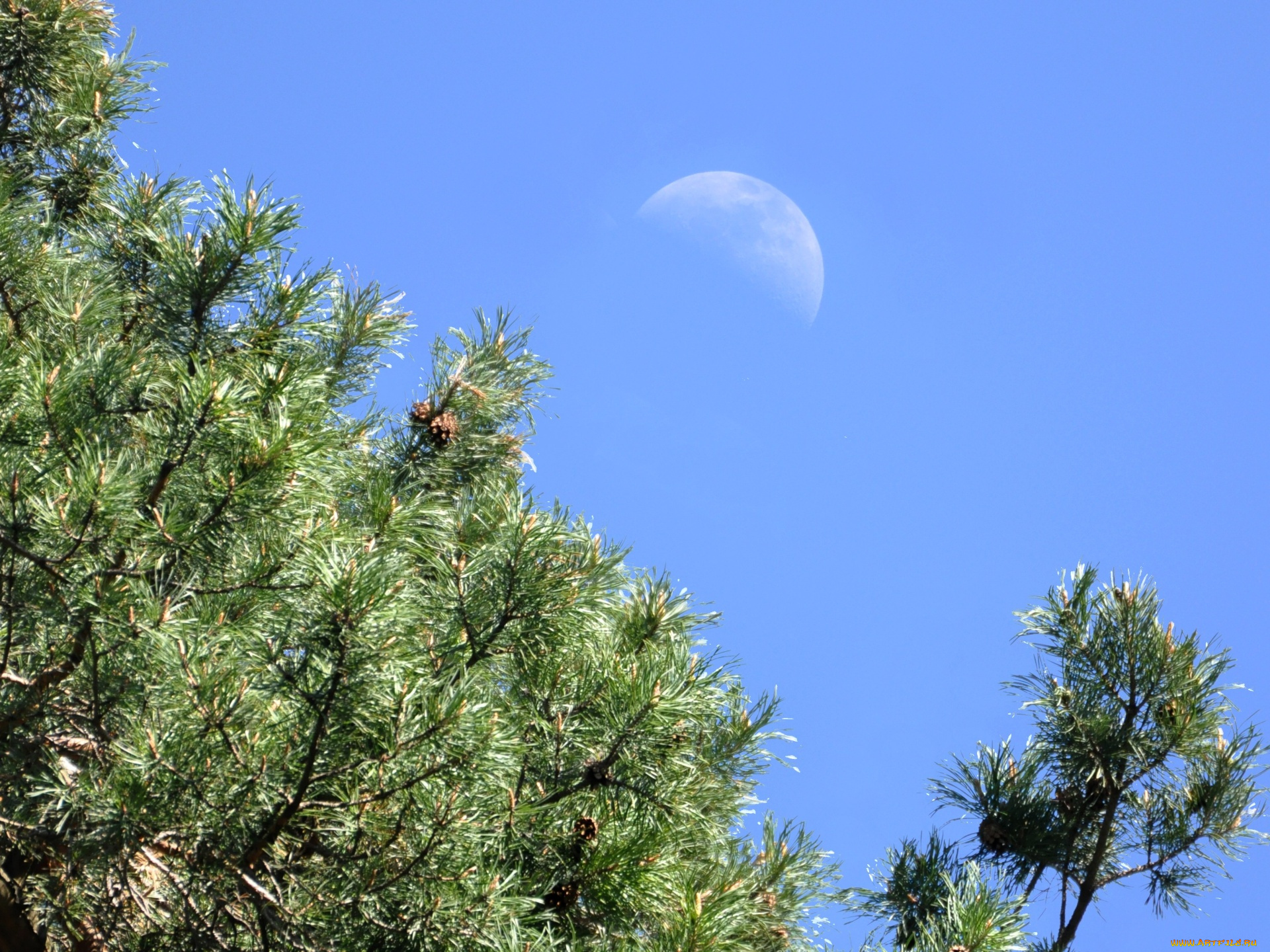 природа, деревья